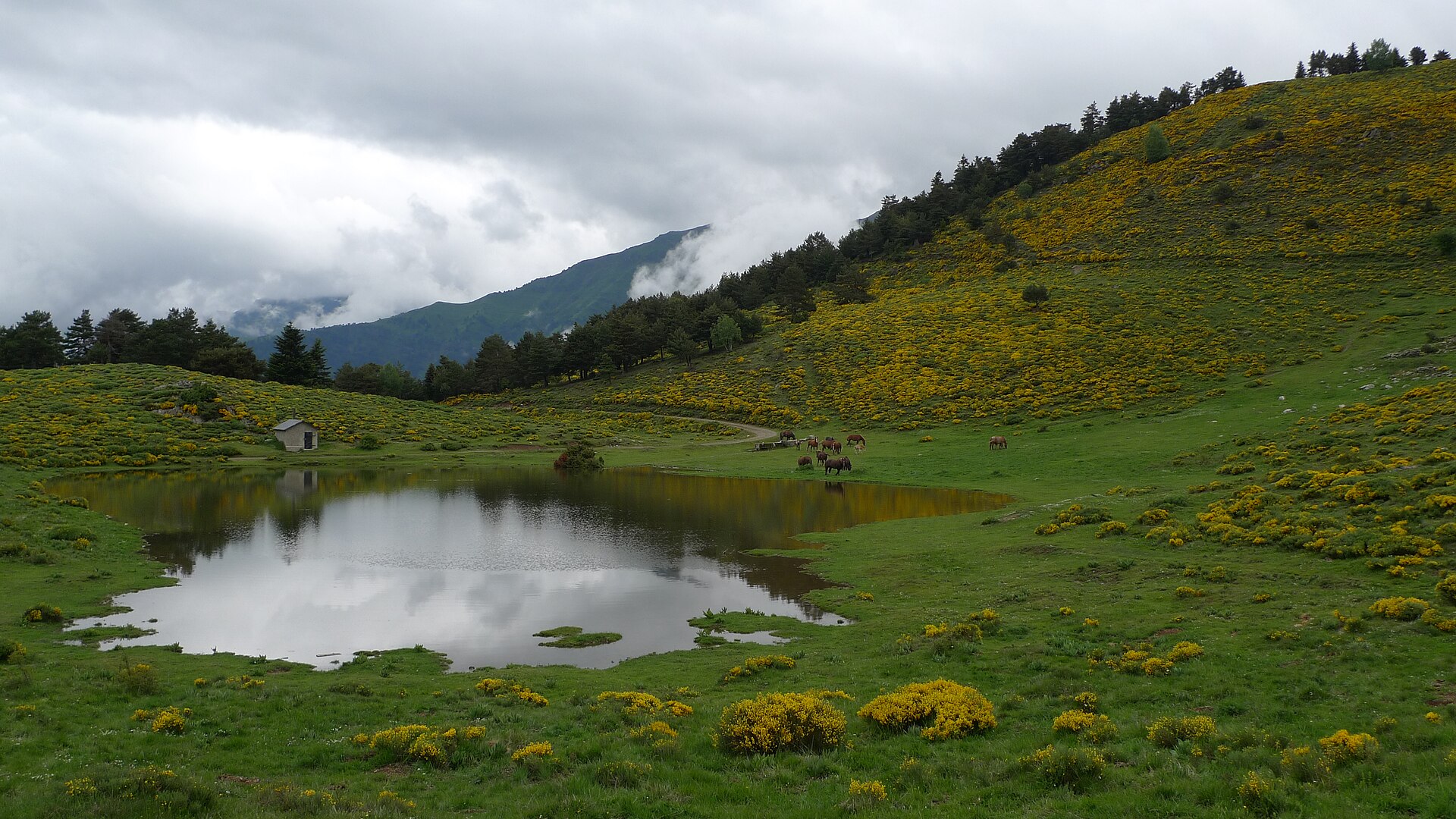 Anfibios del Val d'Aran, entre el agua y la tierra · momento 4