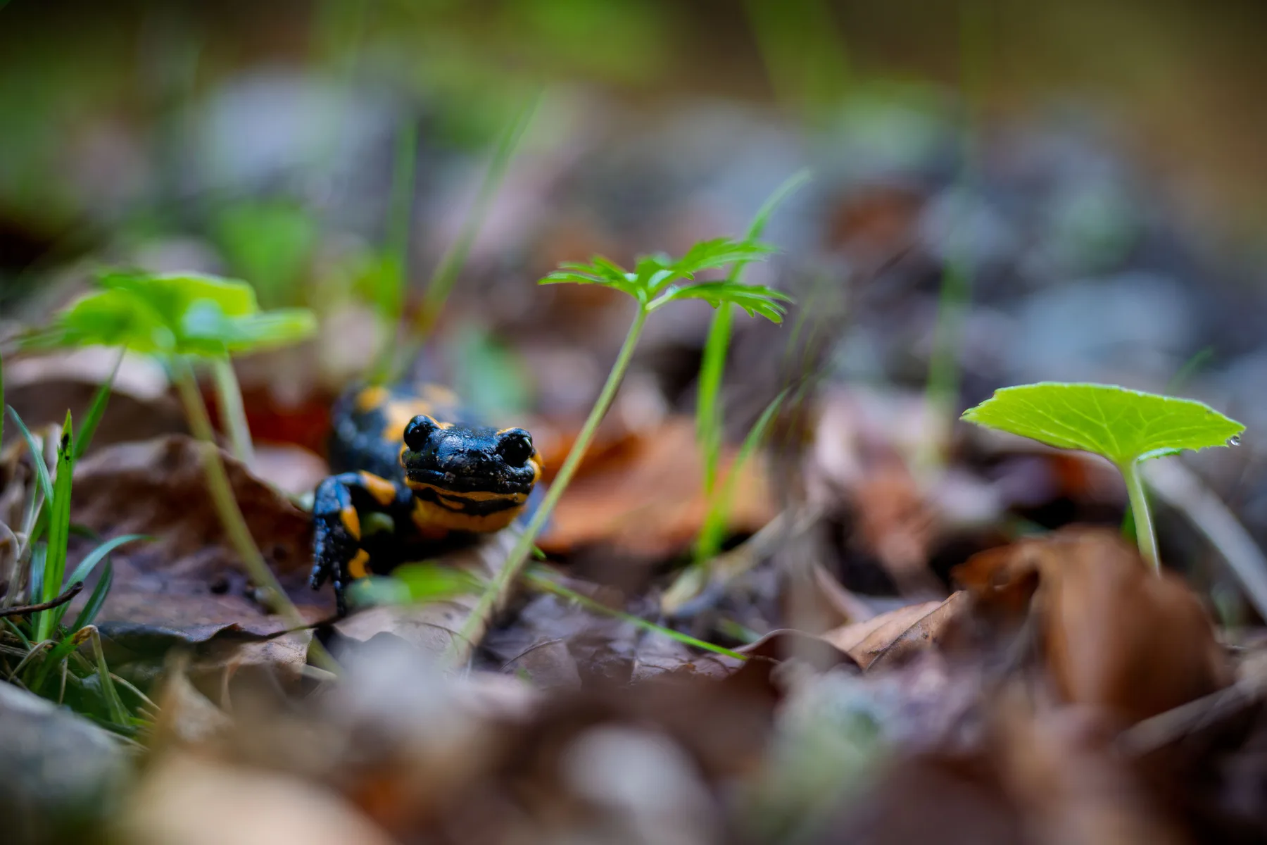 Salamandra común (Salamandra salamandra) entre hojarasca de un bosque del Pirineo