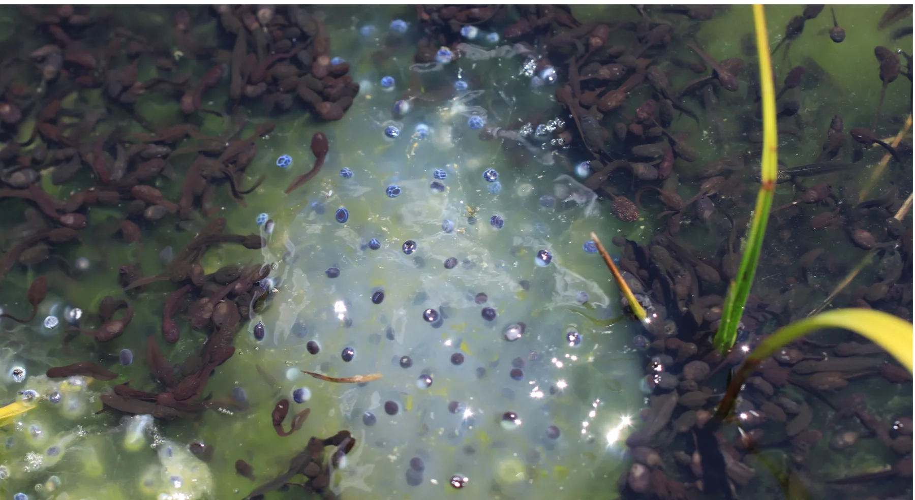 La vida secreta de los anfibios del Valle de Arán · foto 9