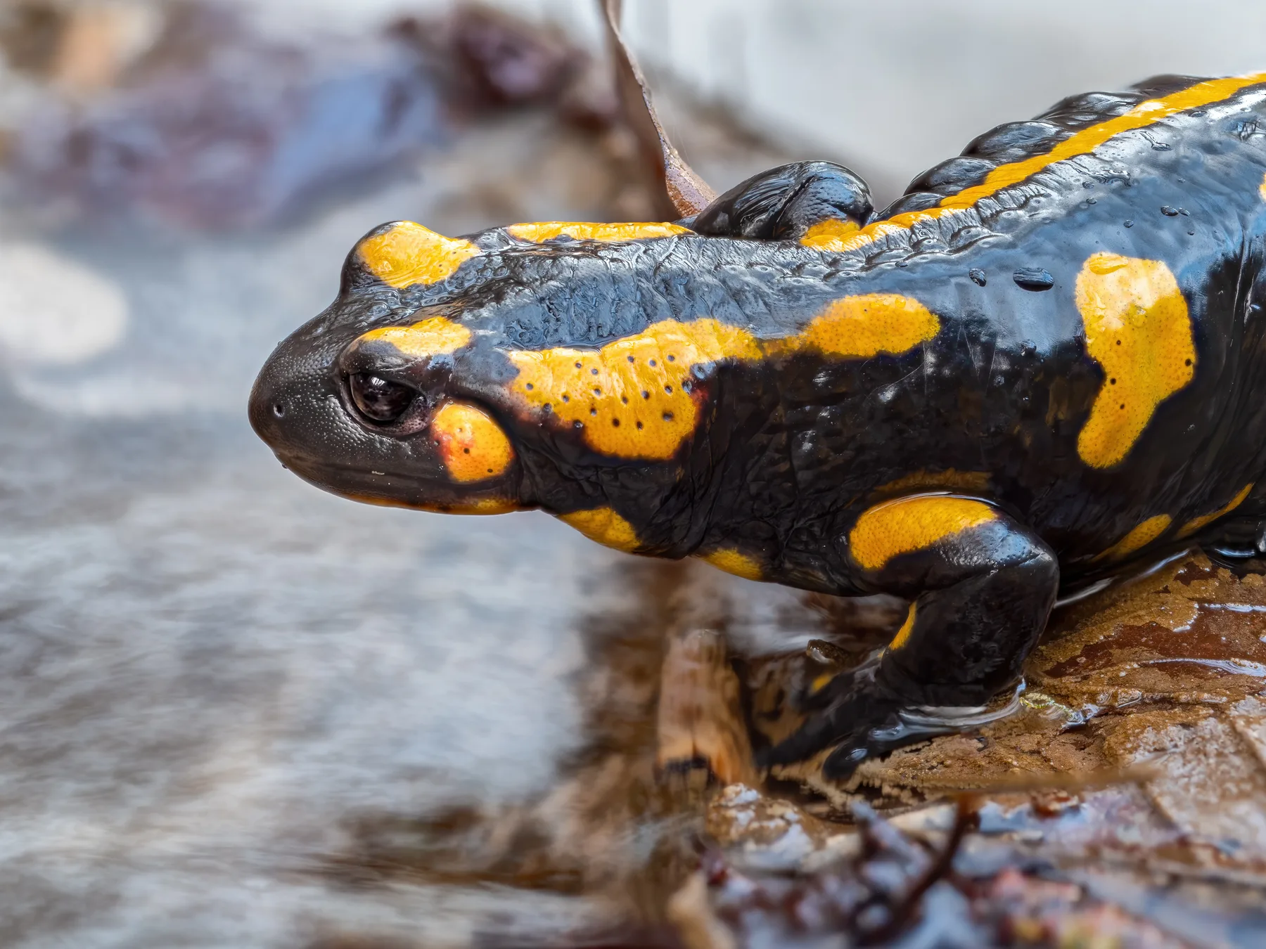 La vida secreta de los anfibios del Valle de Arán · foto 8