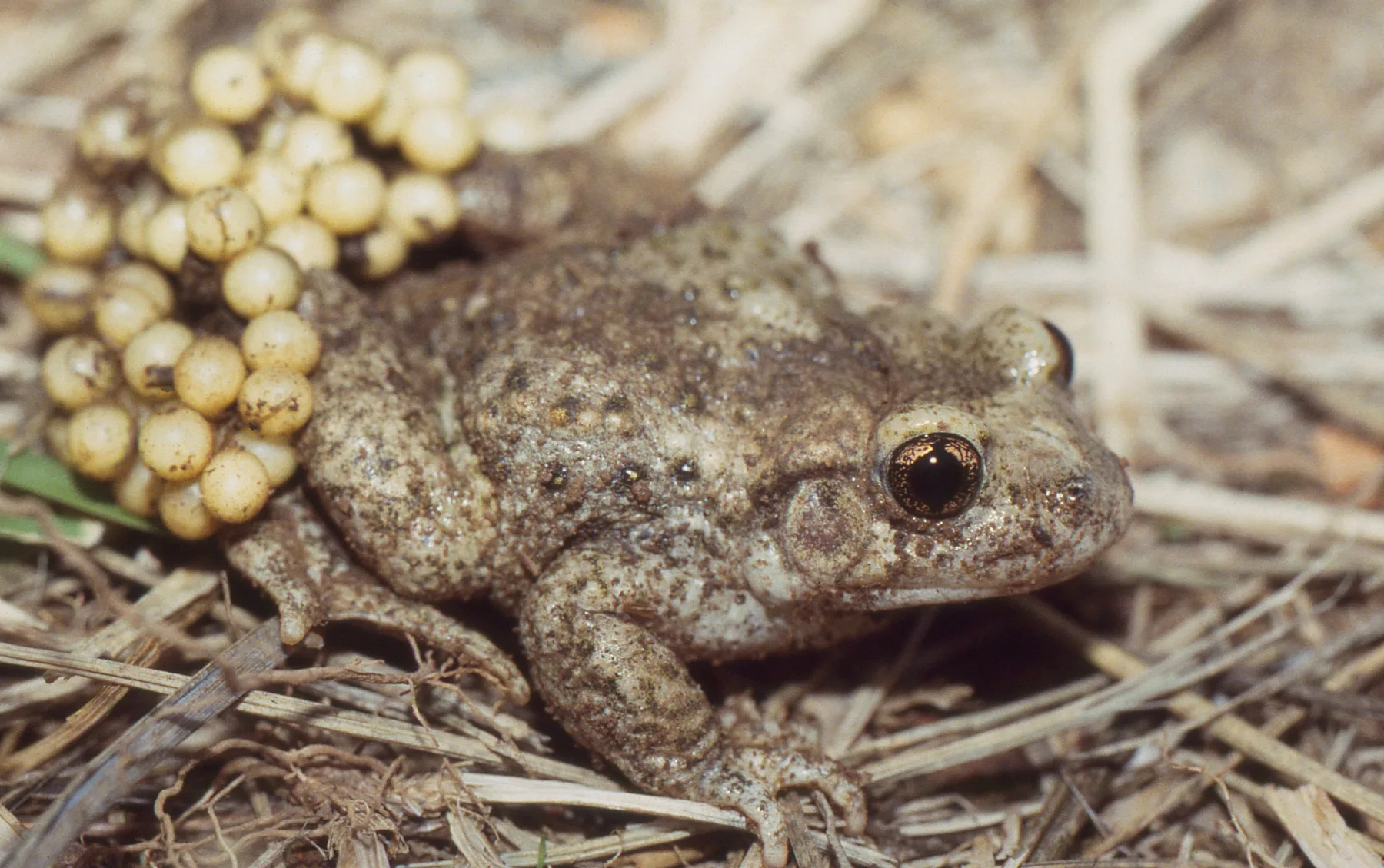 La vida secreta de los anfibios del Valle de Arán · foto 7