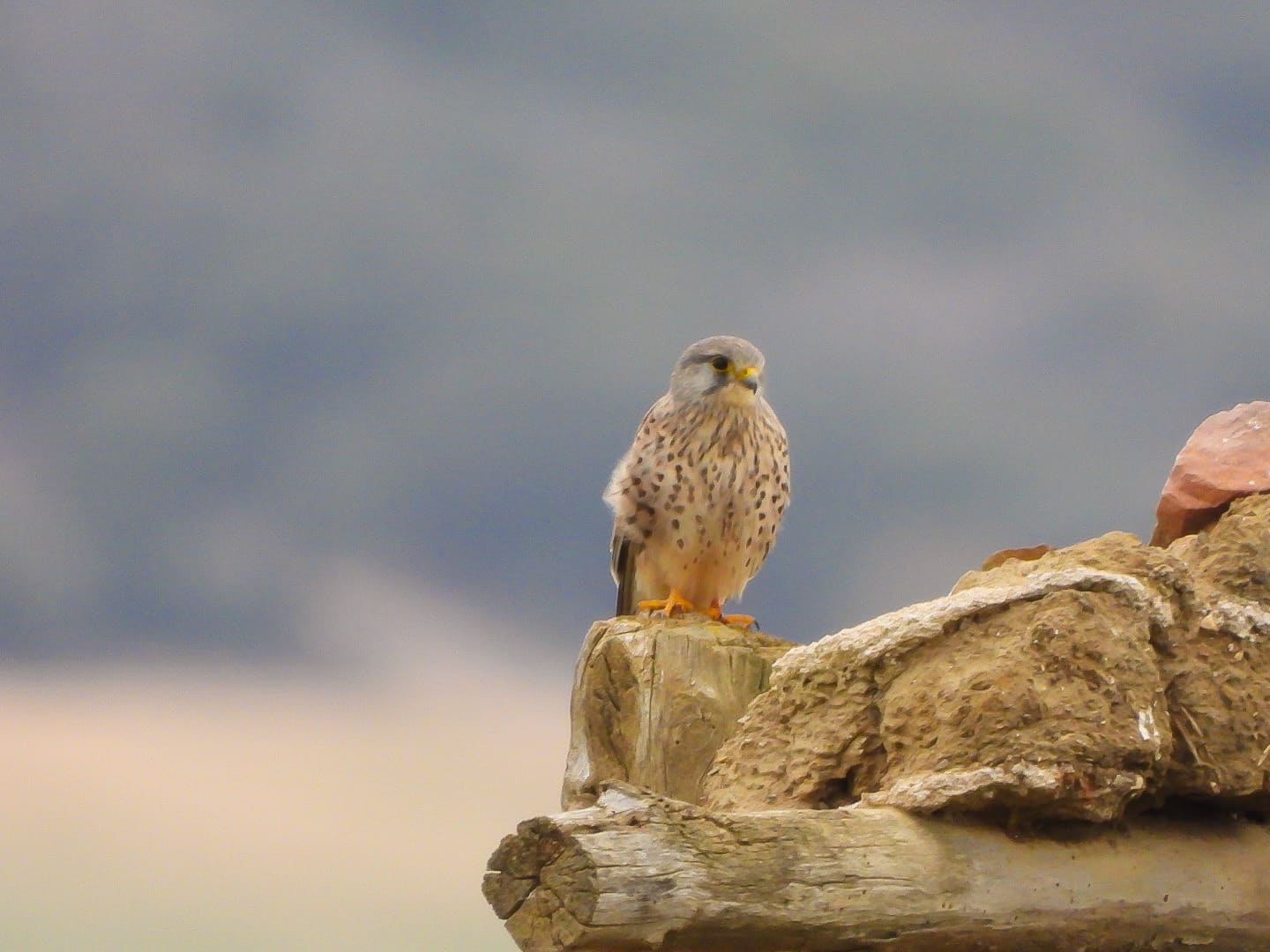 Cernícalo, fauna secundaria observada durante las salidas de berrea en Val d'Aran