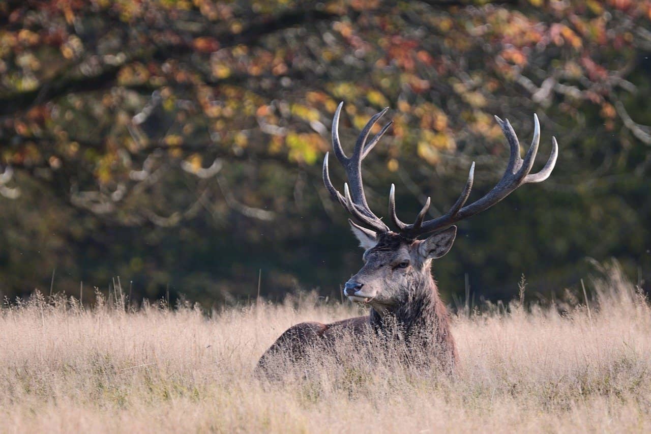 Ciervo macho en el bosque otoñal durante la berrea