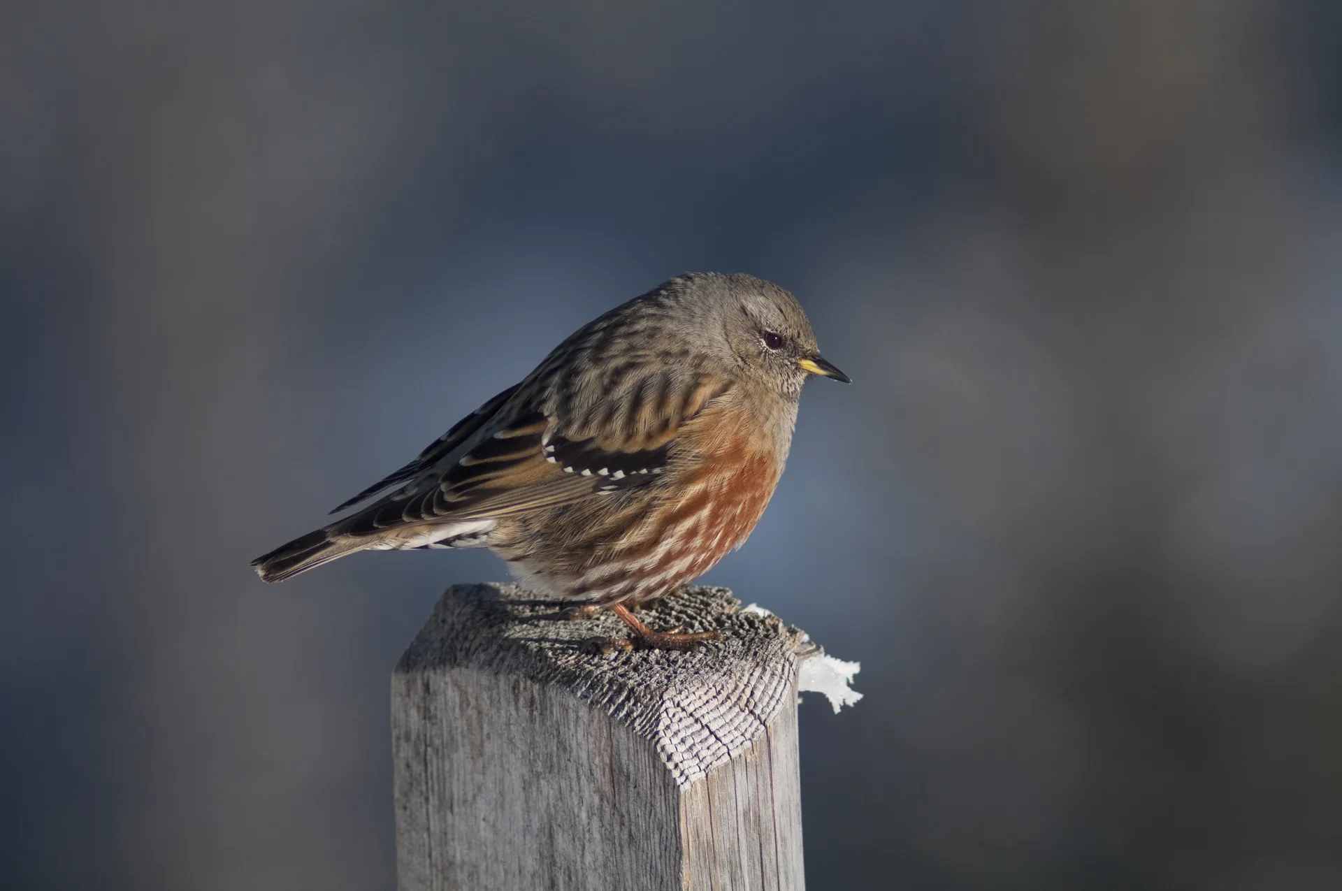 Hide Portátil: Fotografía y Observación de Aves en el Pirineo · foto 6