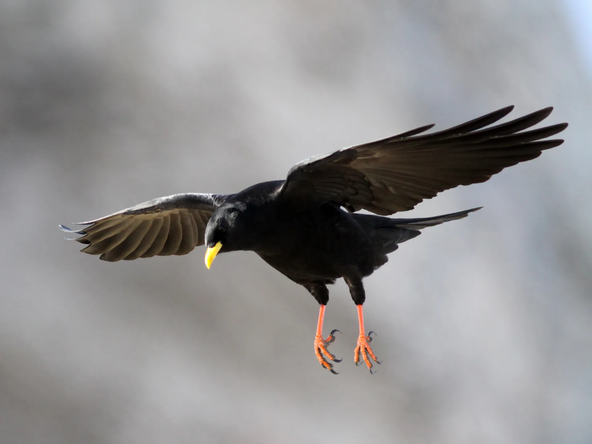 Hide Portátil: Fotografía y Observación de Aves en el Pirineo · foto 5