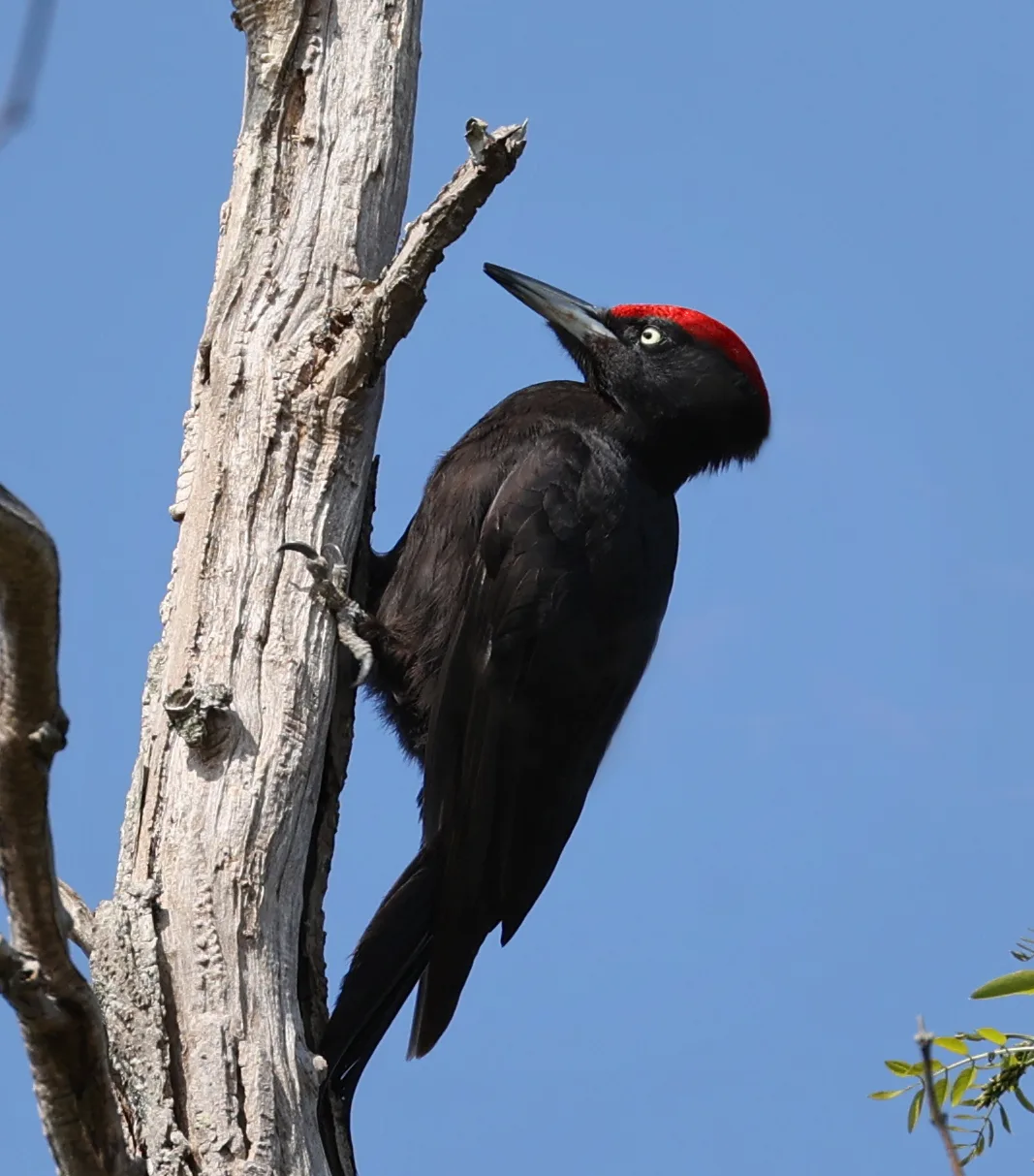 Pito negro (Dryocopus martius) trepando un tronco en un bosque del Pirineo