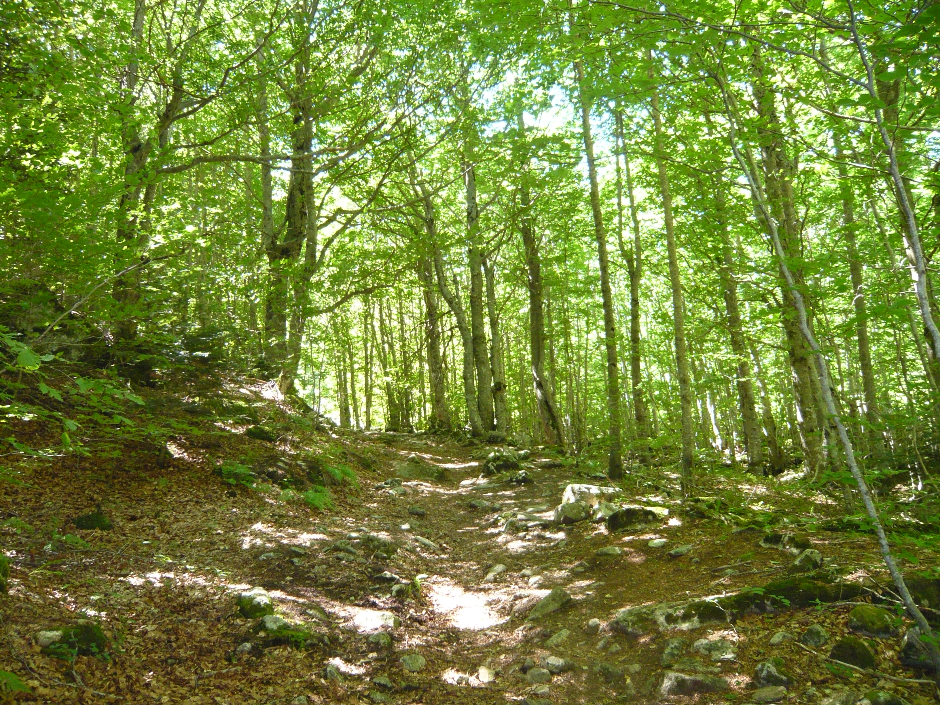Sendero entre el hayedo de Salenques, con luz filtrada entre las copas de los arboles