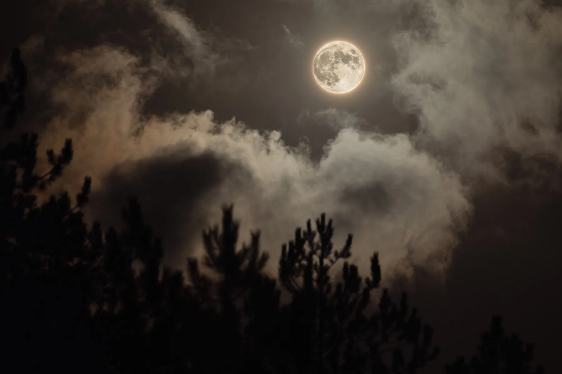 Luna llena asomando entre nubes sobre la silueta de un bosque de coníferas de noche