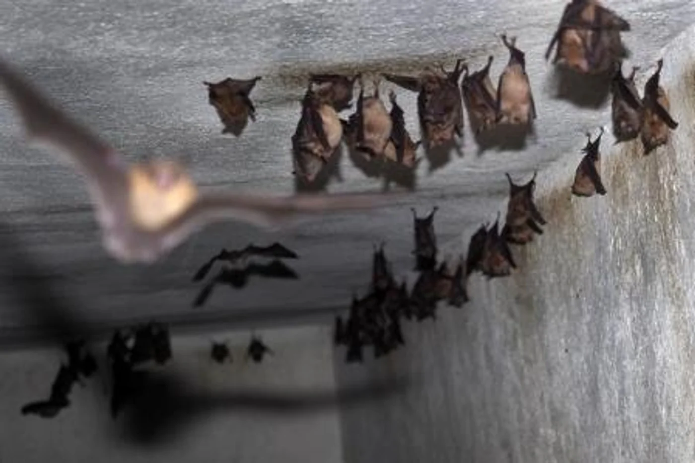 Murciélagos y biodiversidad nocturna en el Valle de Arán · foto 7