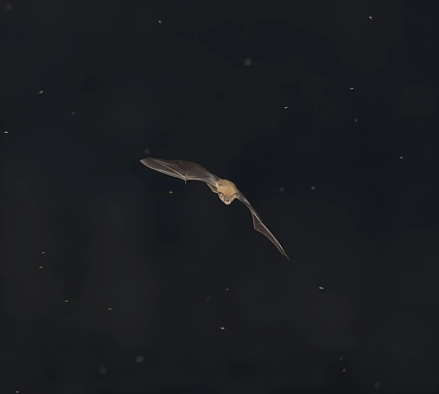 Murciélago en pleno vuelo nocturno, ala extendida, sobre fondo oscuro