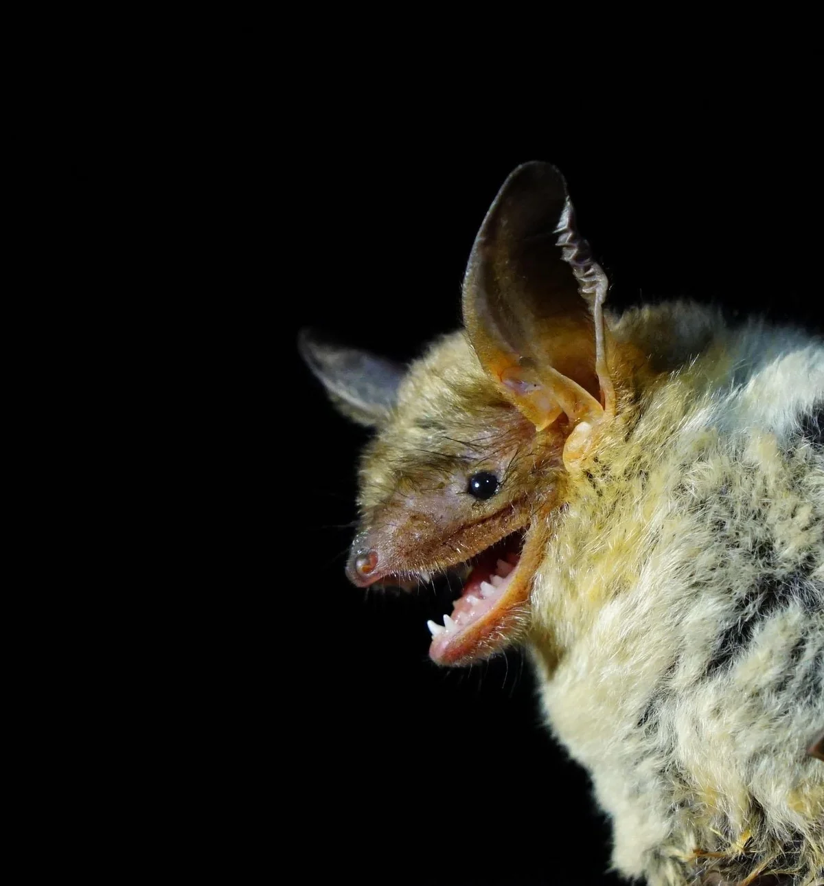 Murciélagos y biodiversidad nocturna en el Valle de Arán · foto 5