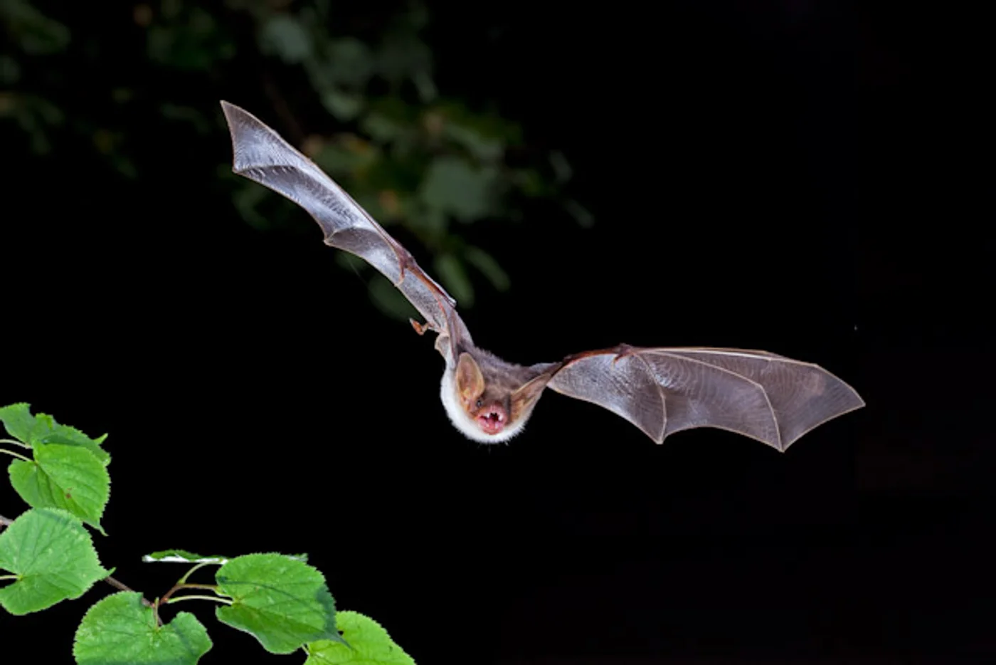 Murciélagos al anochecer — referencia visual de fauna
