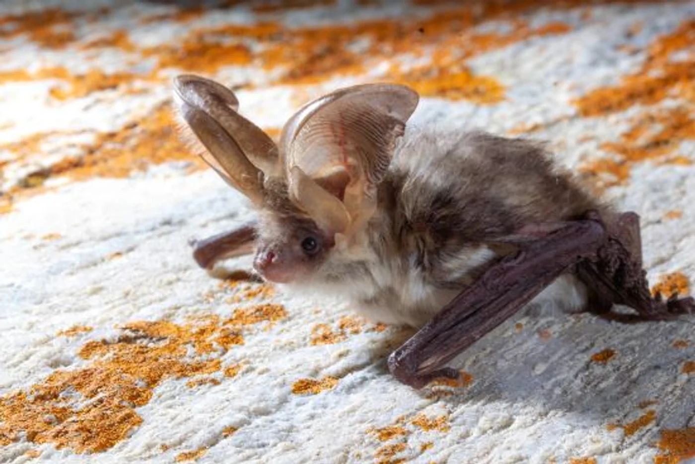 Murciélagos y biodiversidad nocturna en el Valle de Arán · foto 6