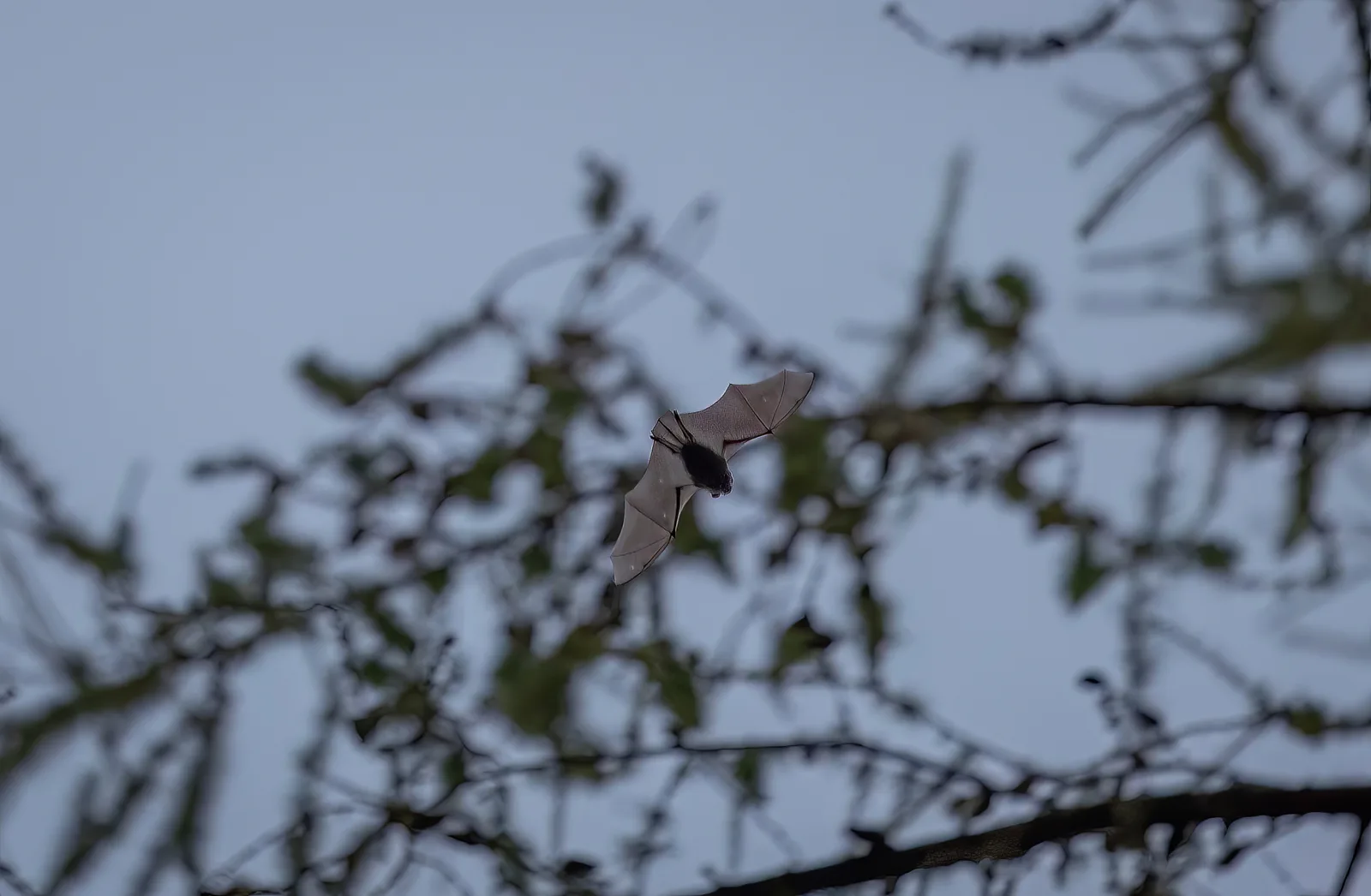 El silencio de la alta montaña de noche — referencia visual de fauna