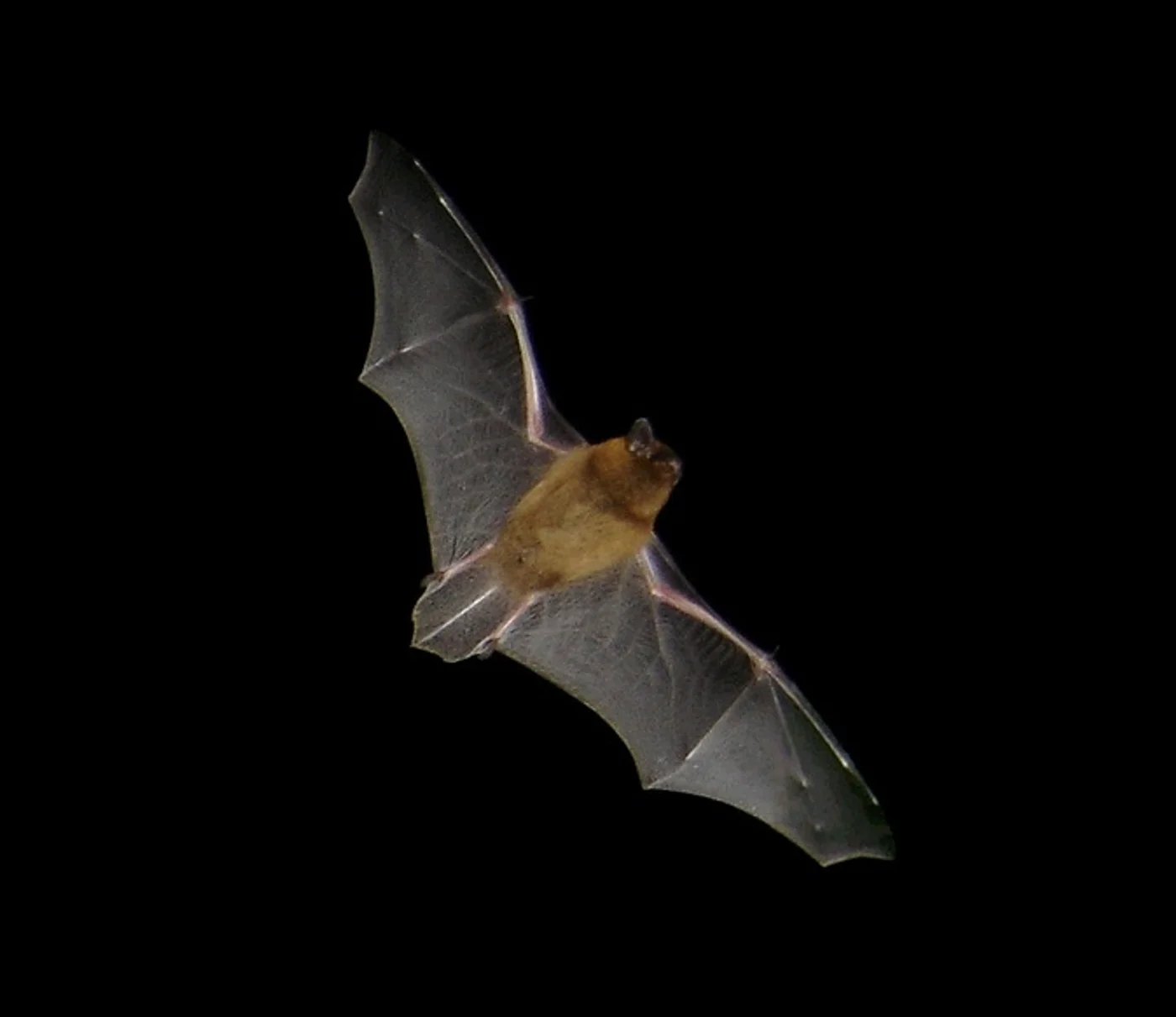 Murciélagos y biodiversidad nocturna en el Valle de Arán · foto 8