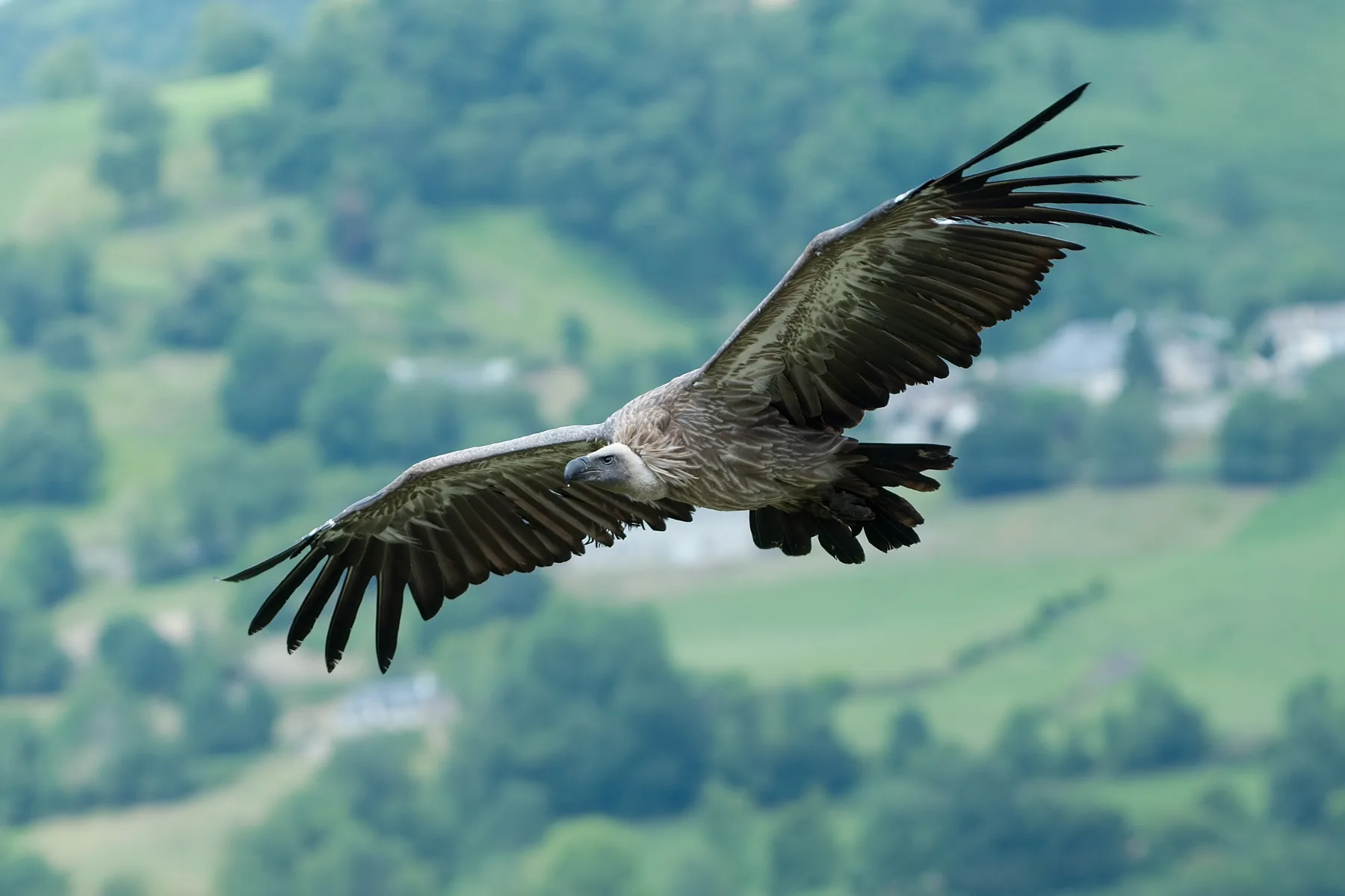 Observación de fauna en el Valle de Arán y Aigüestortes · foto 8