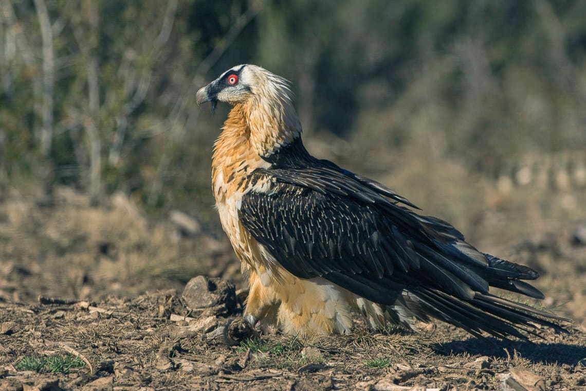 Quebrantahuesos (Gypaetus barbatus) en el Pirineo catalán