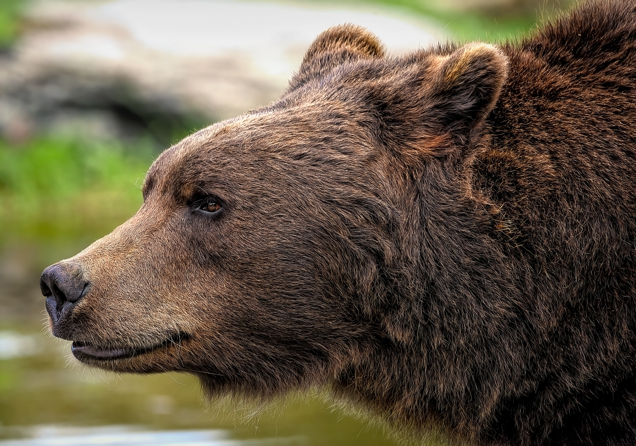 Retrato de oso pardo europeo