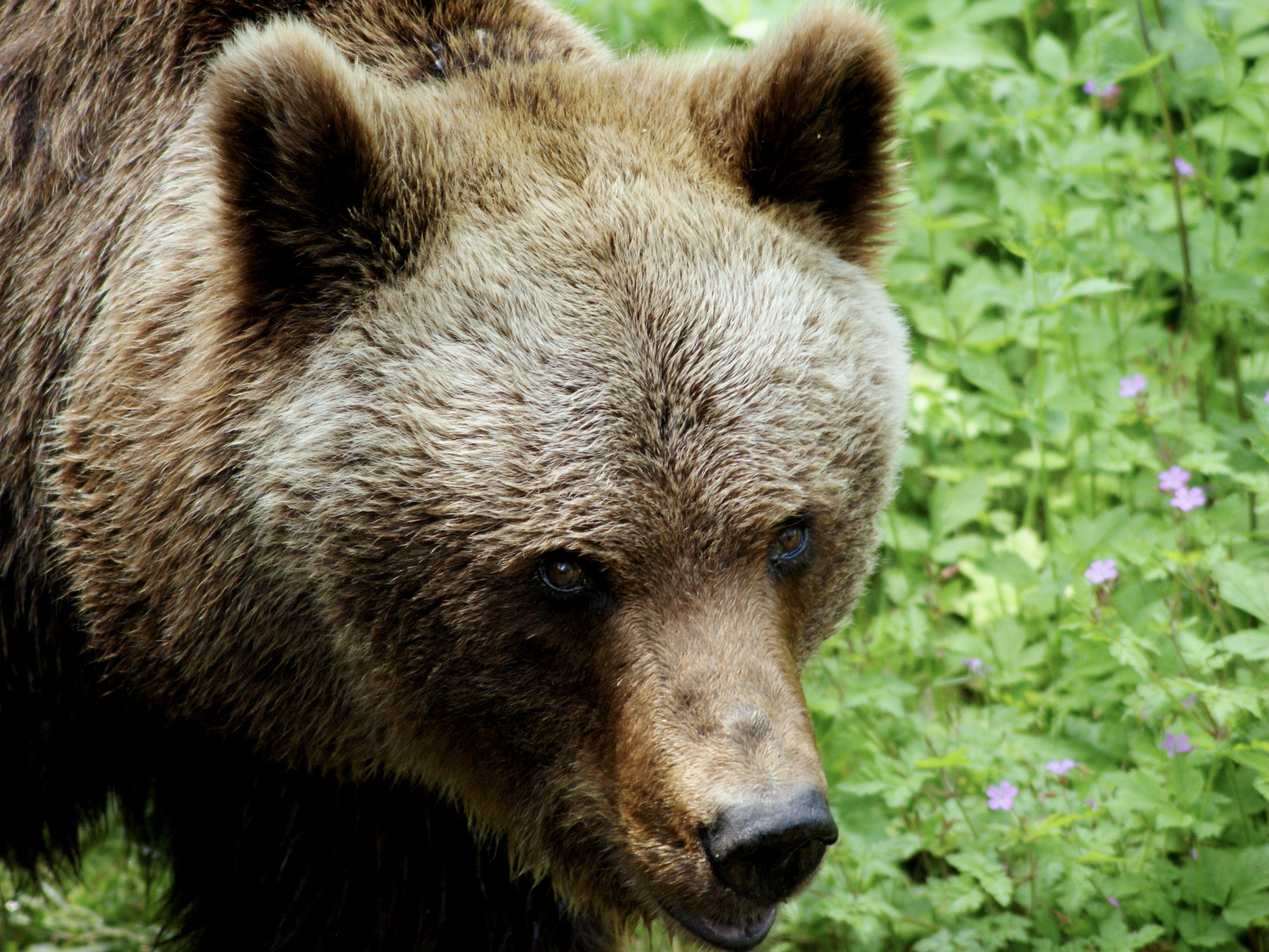 Retrato de un oso pardo europeo en el Pirineo