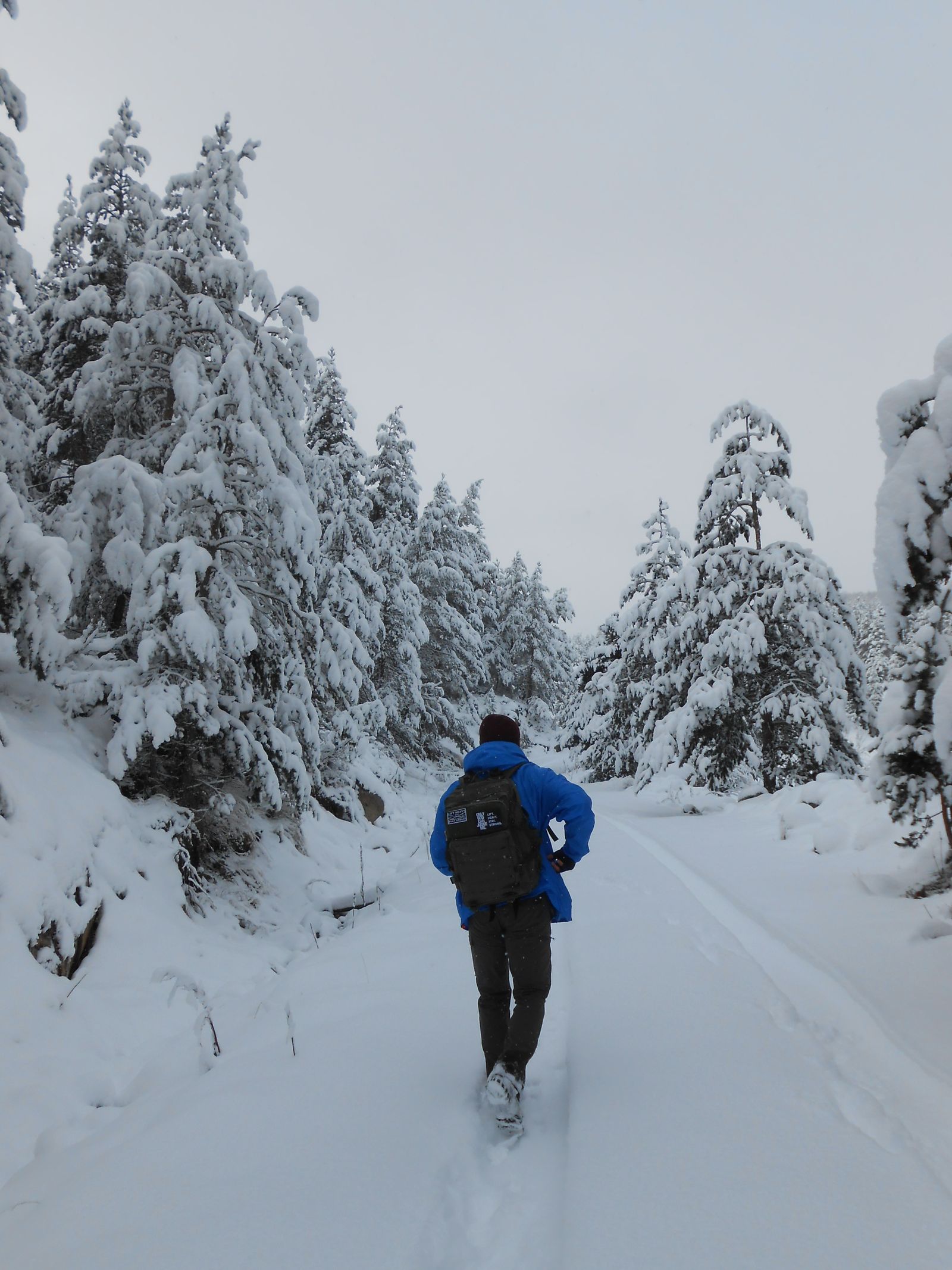 Bosques nevados