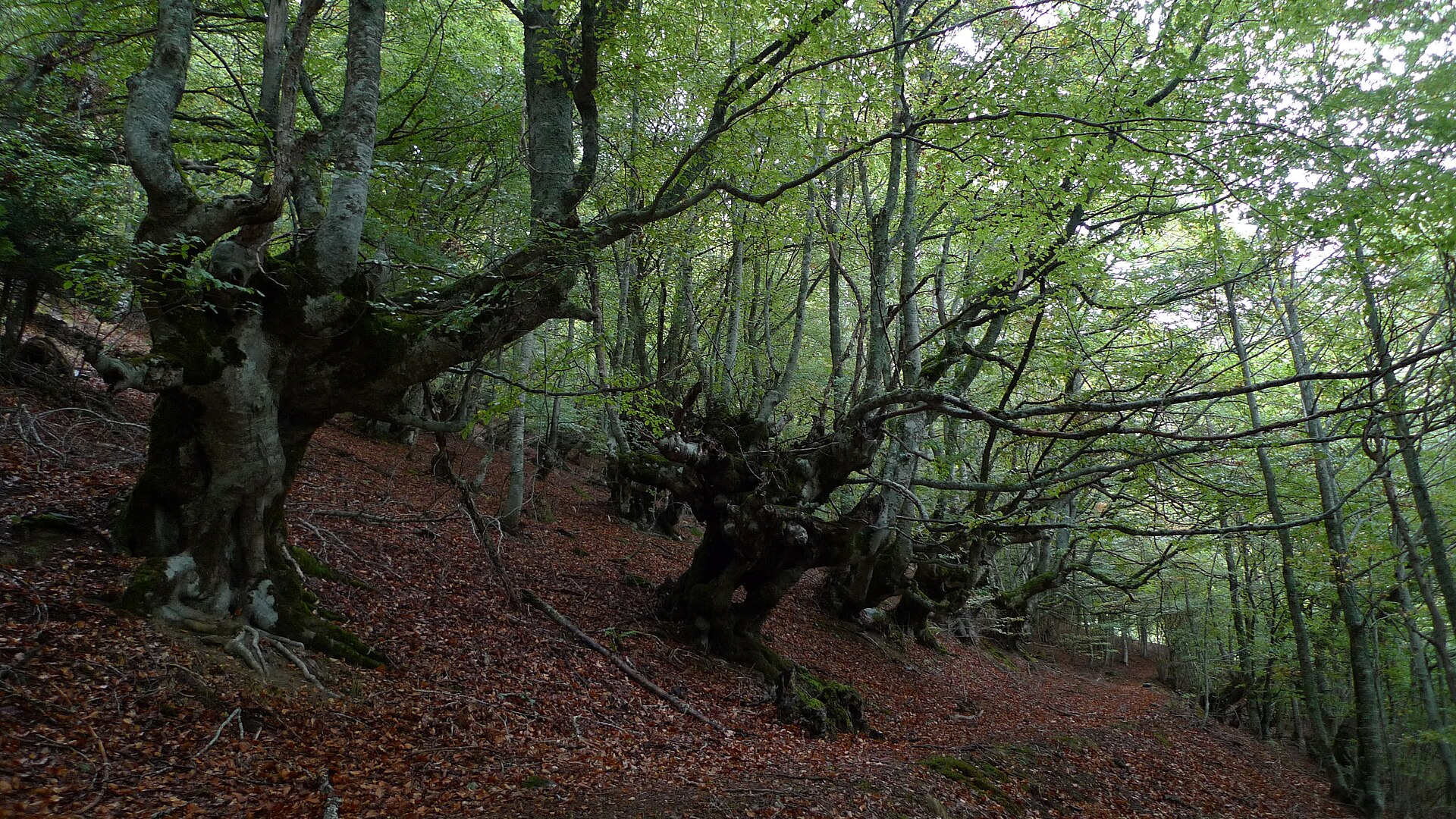 Sendero fácil entre hayas en un bosque del Val d'Aran