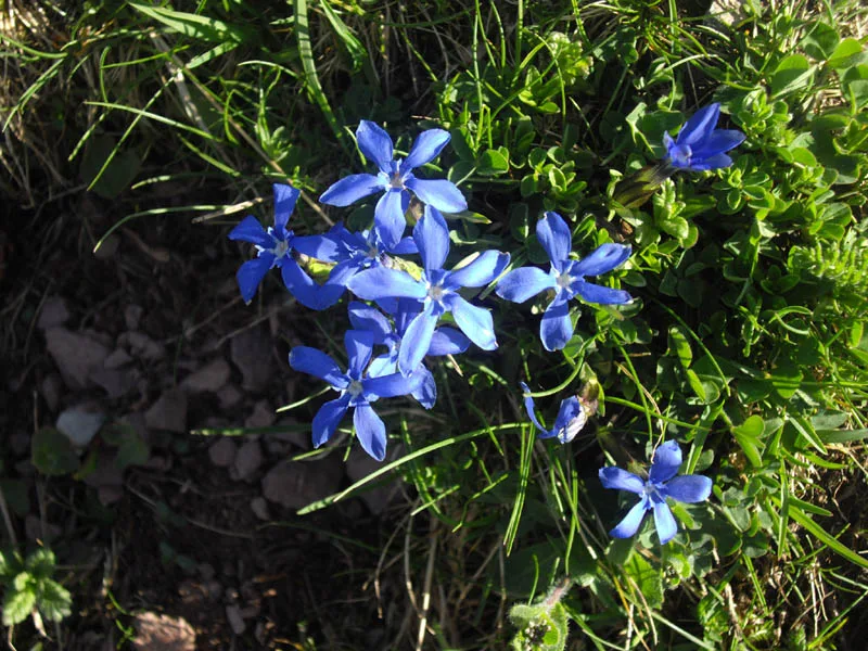 Genciana de primavera (Gentiana verna), flor alpina adaptada al frío, fotografiada en el Pirineo