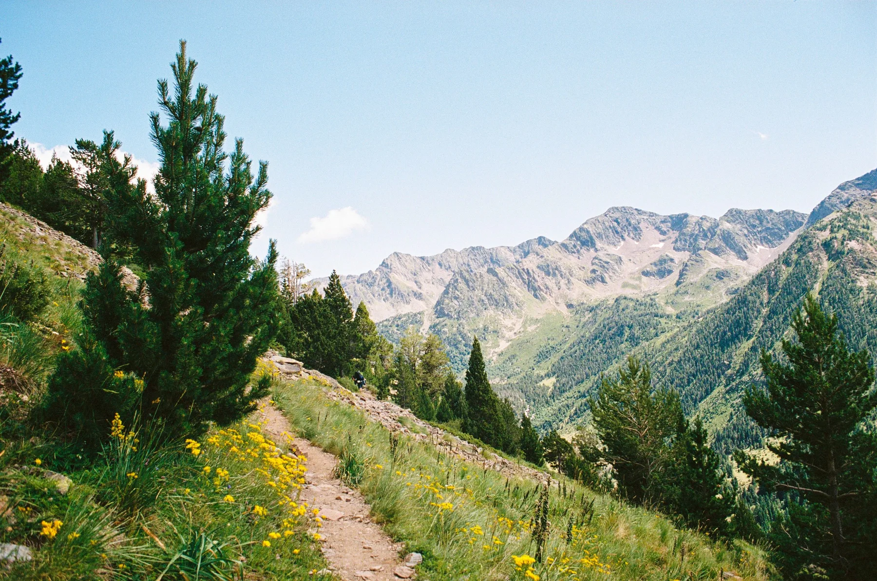 Sendero de montaña entre flores silvestres amarillas, con picos del Pirineo al fondo