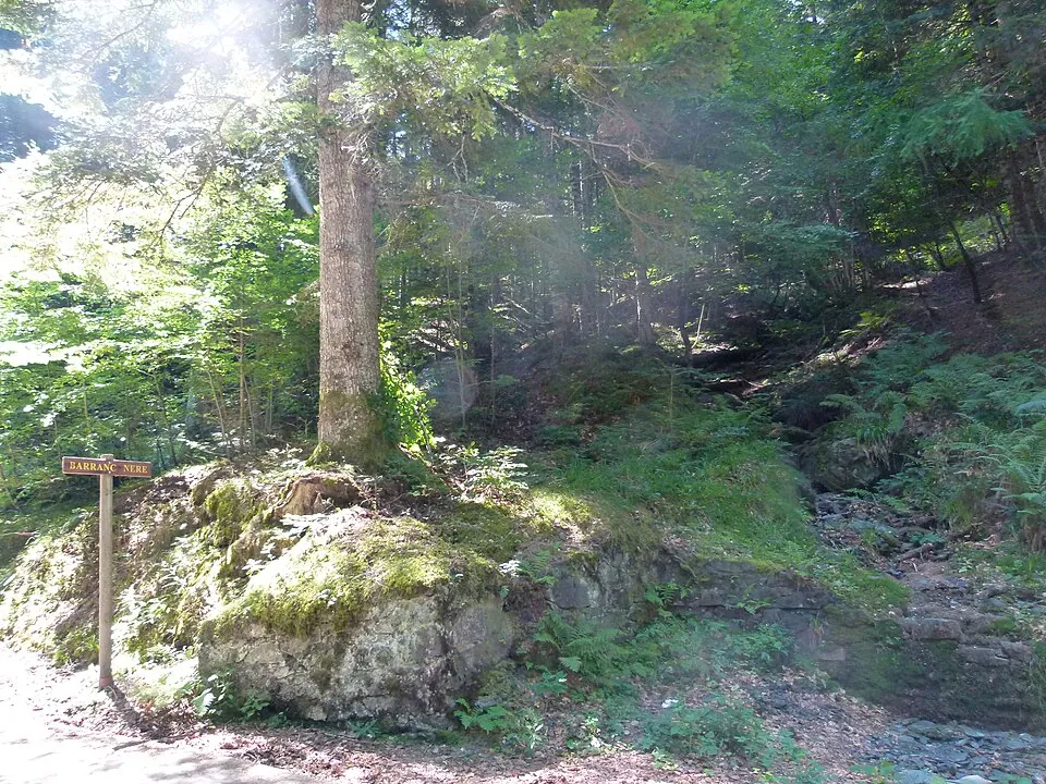 Sotobosque húmedo y musgos — referencia visual de flora