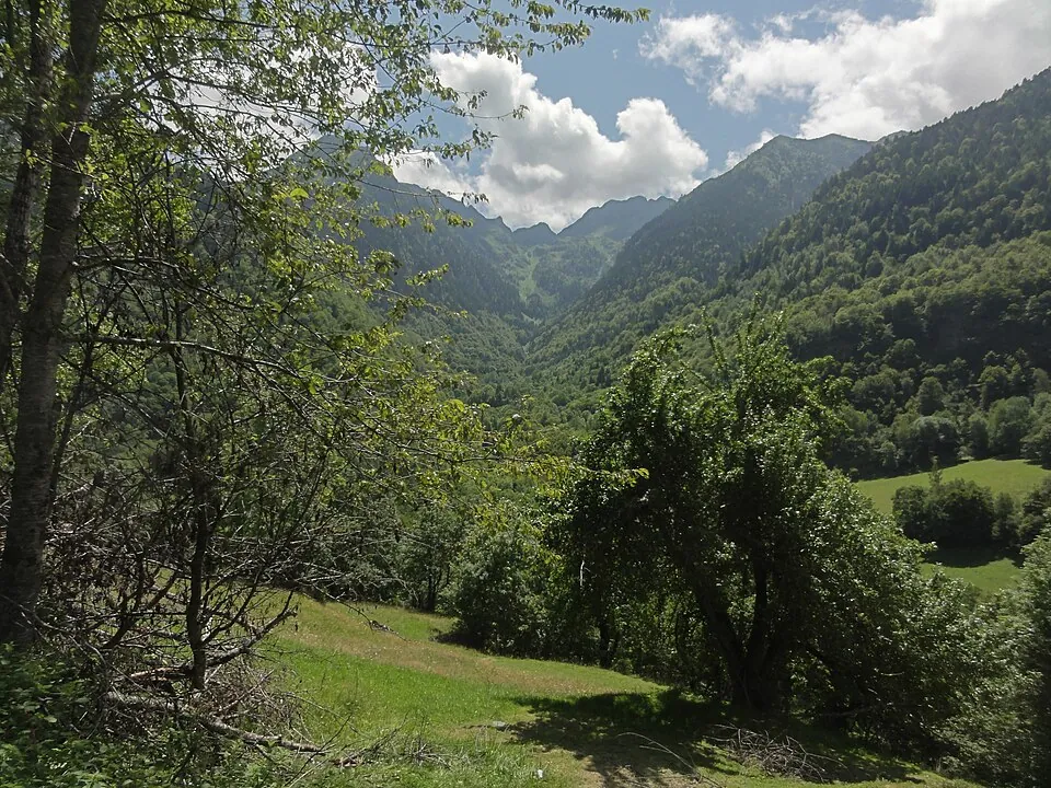 Prados del valle — referencia visual de flora