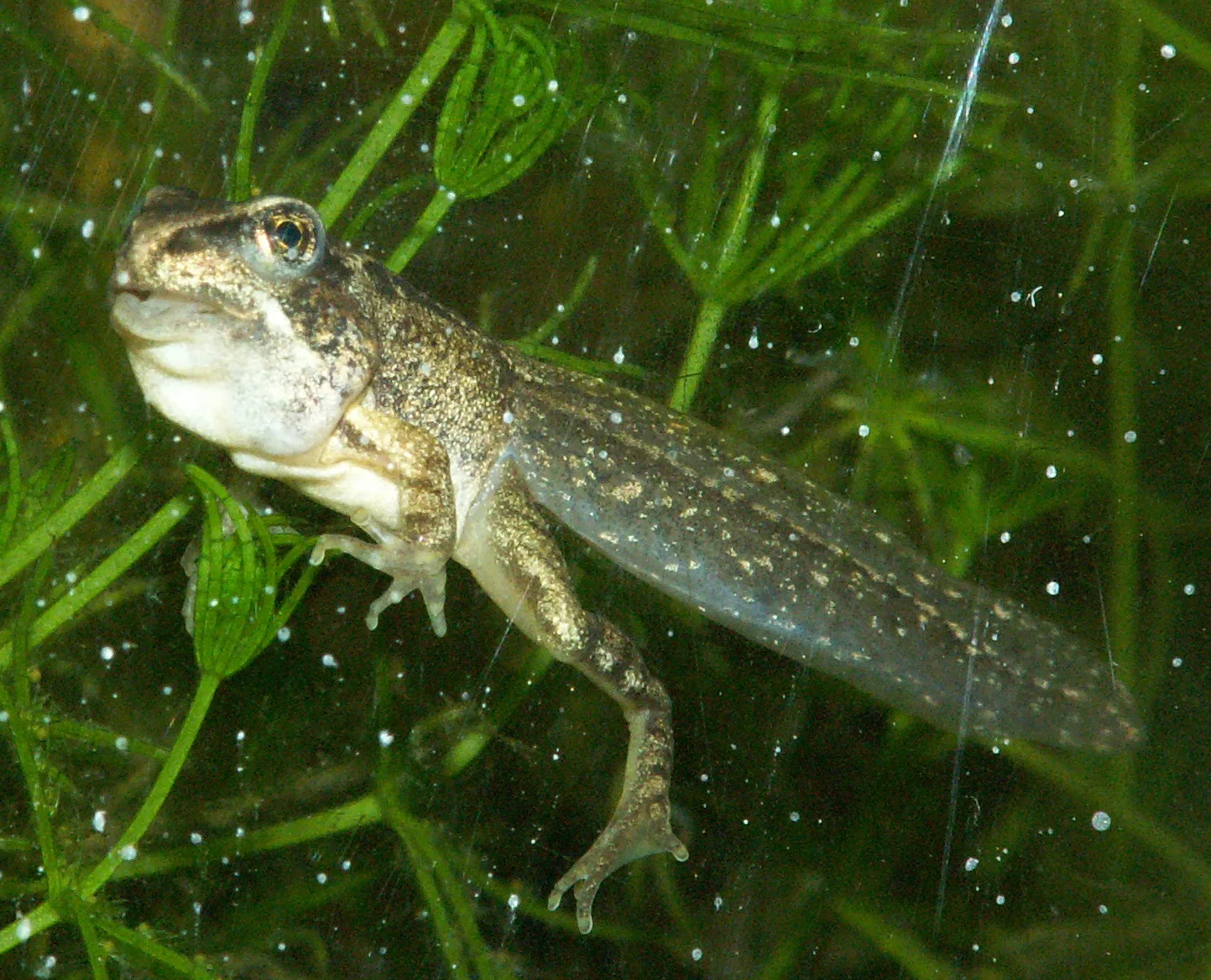 La vida secreta de los anfibios del Valle de Arán · foto 6