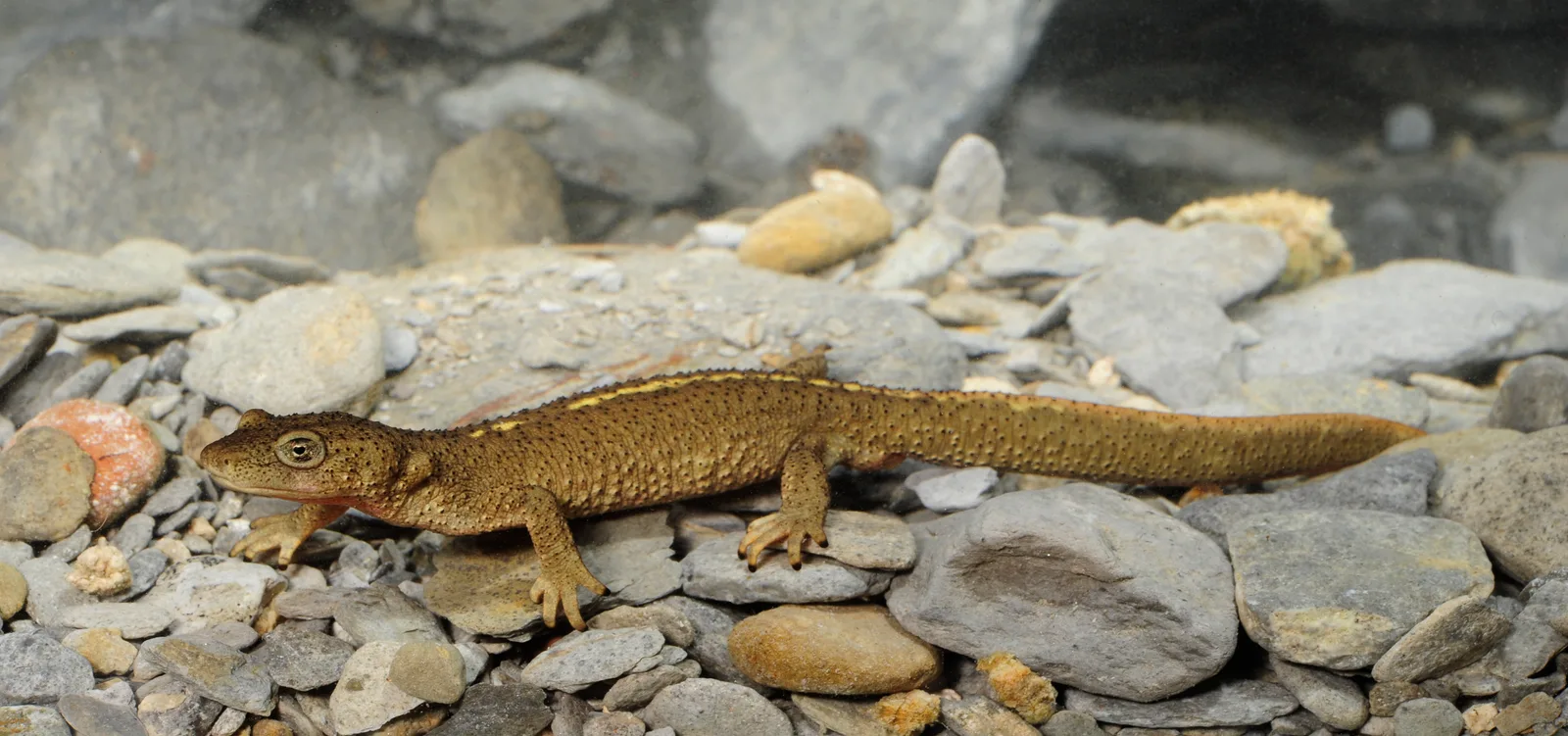 Tritón pirenaico — referencia visual de fauna