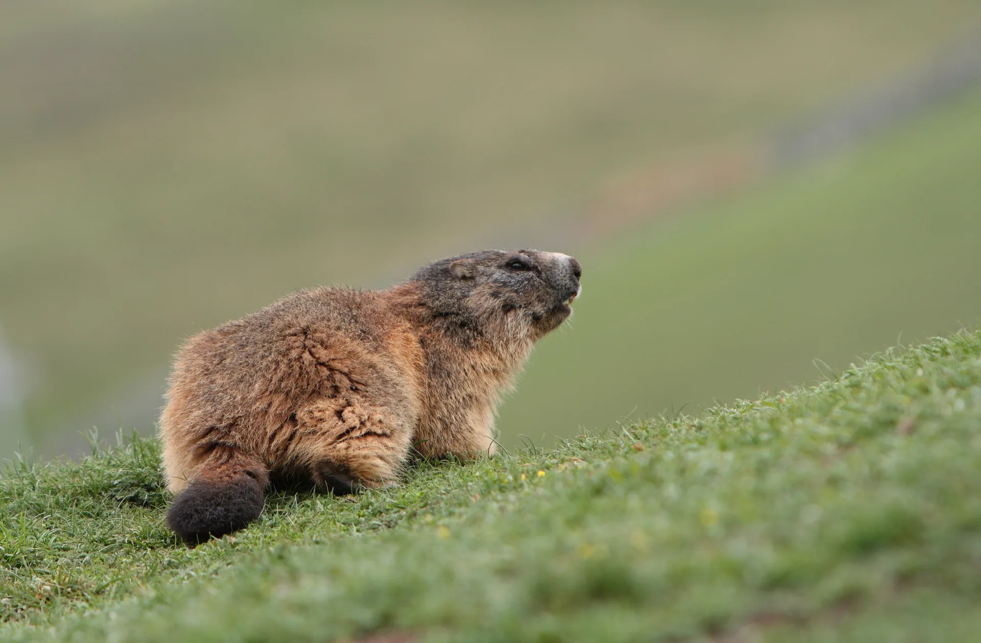 Marmota alpina en una pradera de montaña de los Pirineos