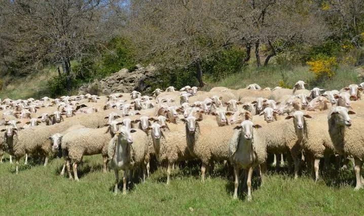 Rebaño de ovejas pastando en un paisaje pirenaico