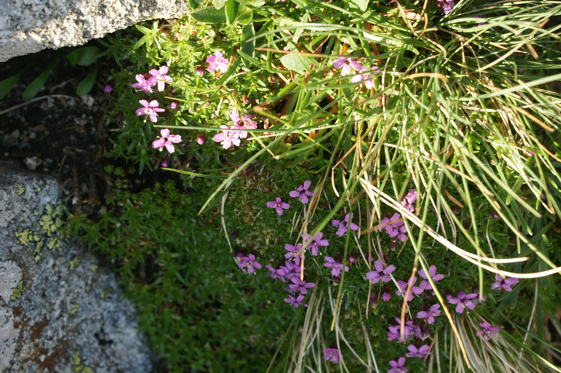 Silene acaule formando un cojín compacto en la alta montaña