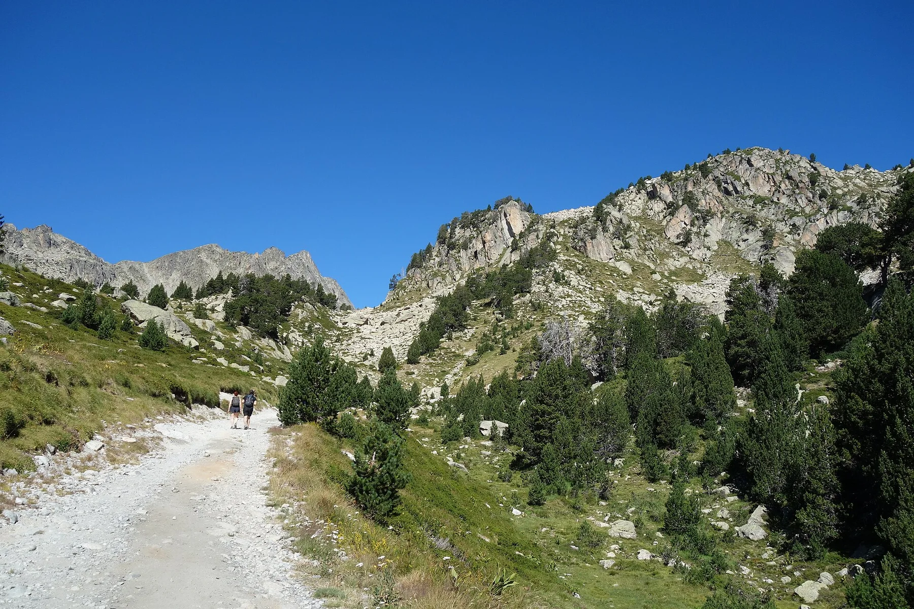 Sendero de montaña entre bosque de coníferas del Pirineo