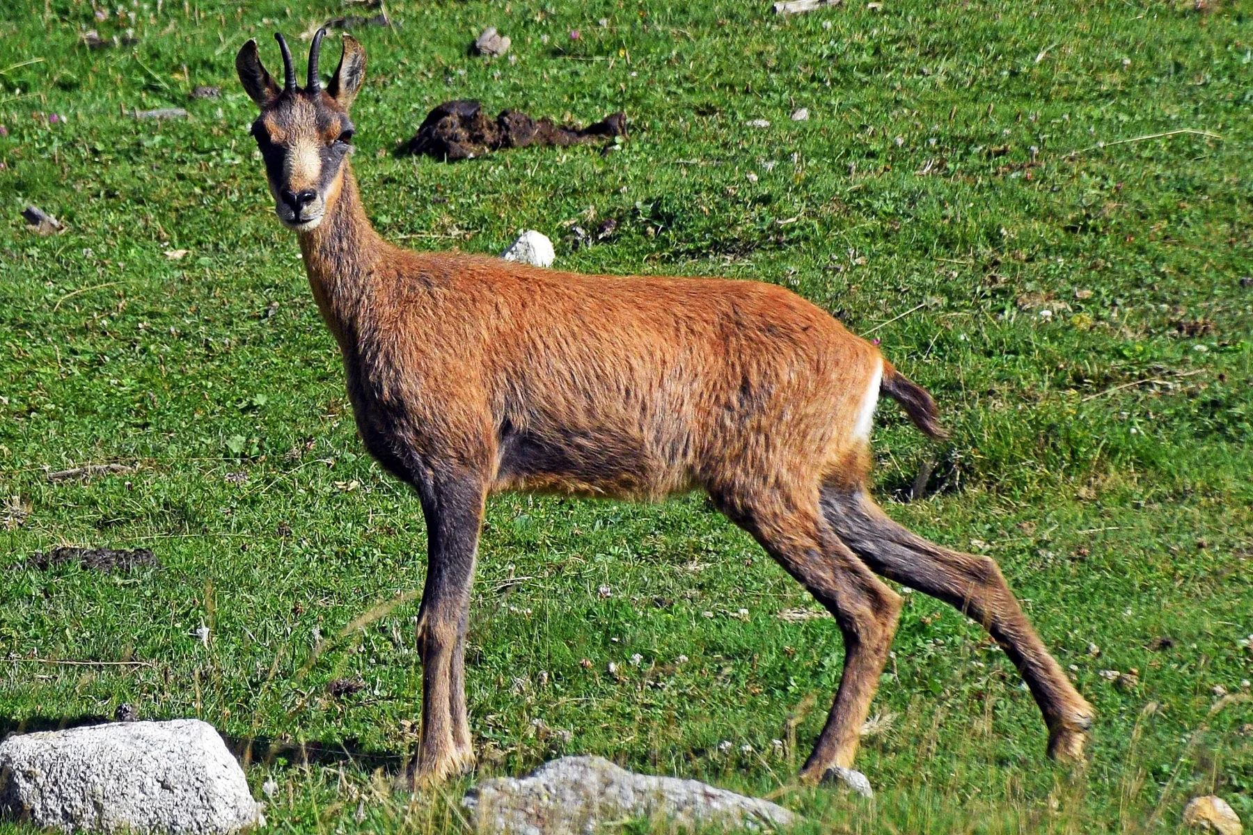 Rebeco o isard en un roquedo del Parque Nacional de Aigüestortes