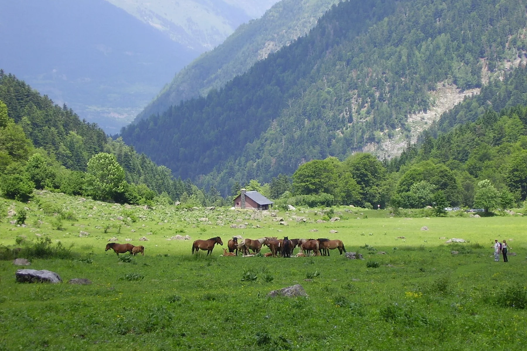 Prado y bosque en la Artiga de Lin, Val d'Aran