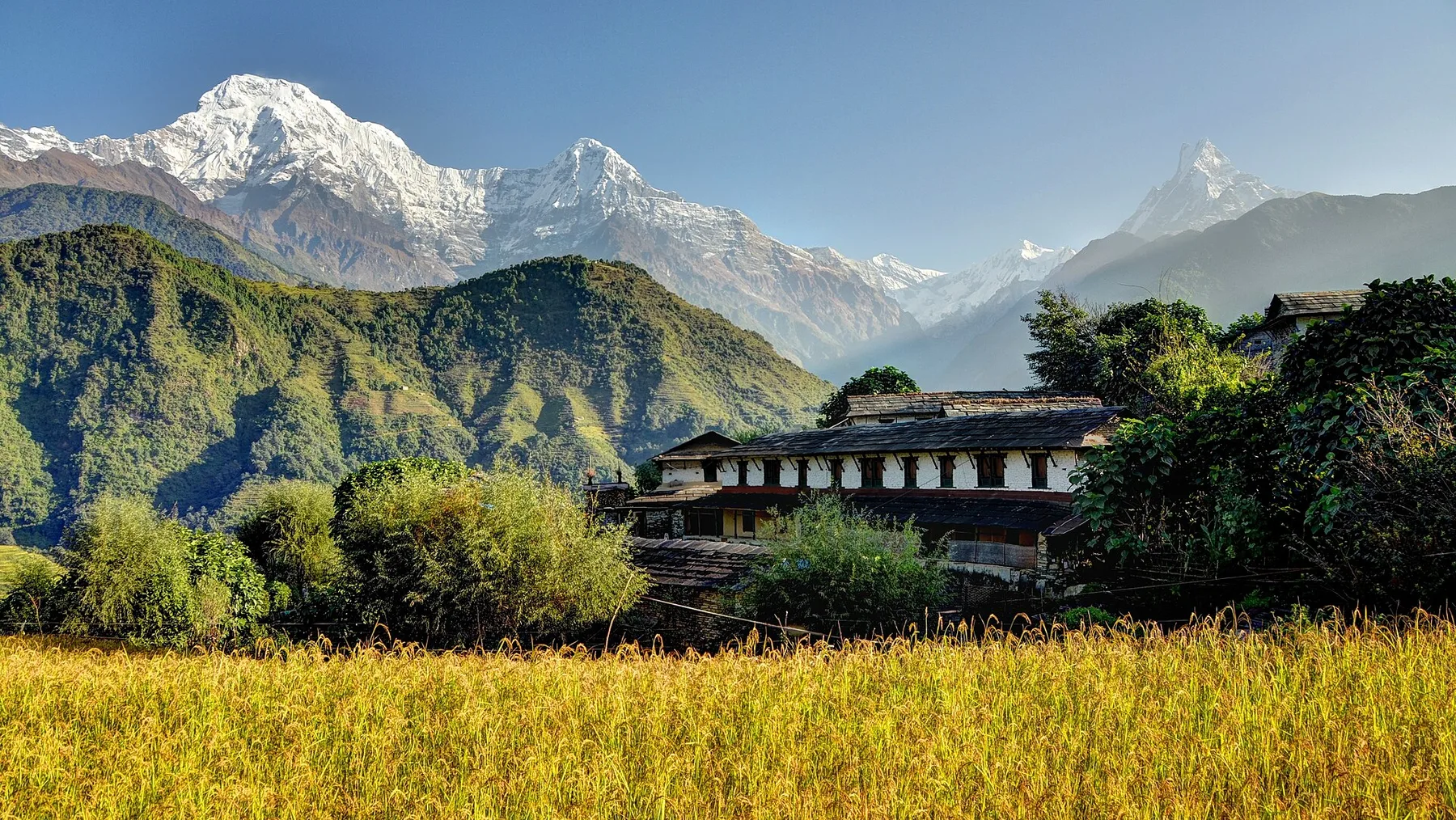 Annapurna Sur y Machapuchare sobre la aldea gurung de Ghandruk, con campos de arroz dorados en primer plano