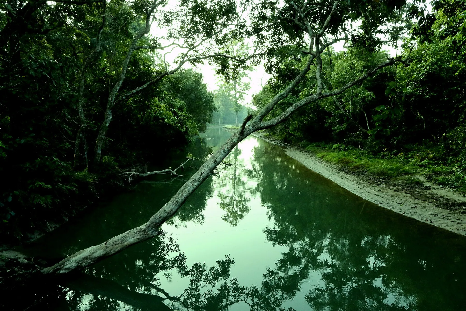 A pie por el bosque y las praderas