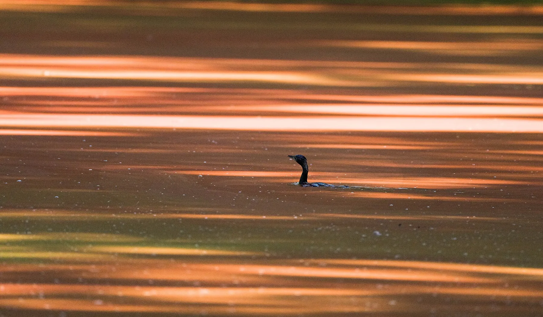 Bardia, naturaleza salvaje y fotografía · momento 6