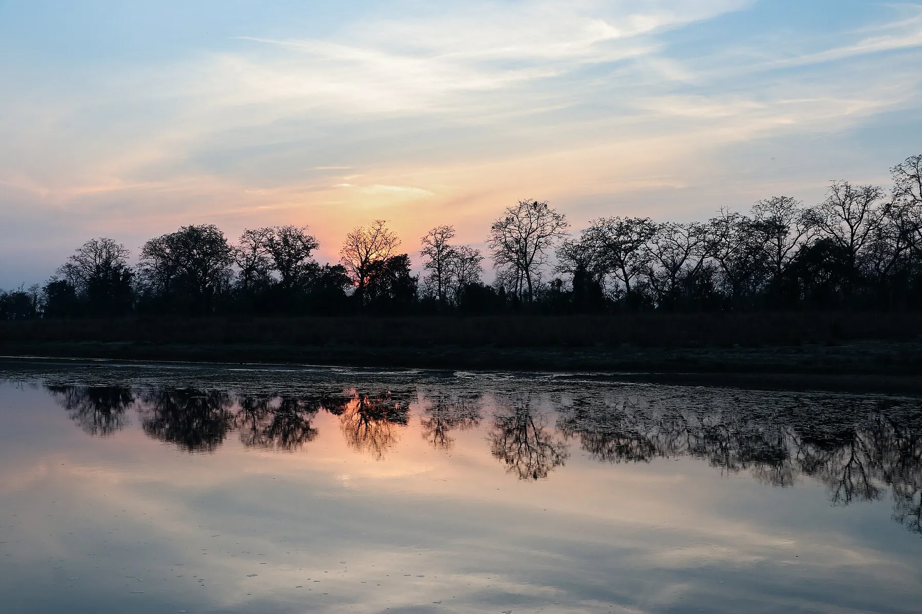 Aves y luz de atardecer