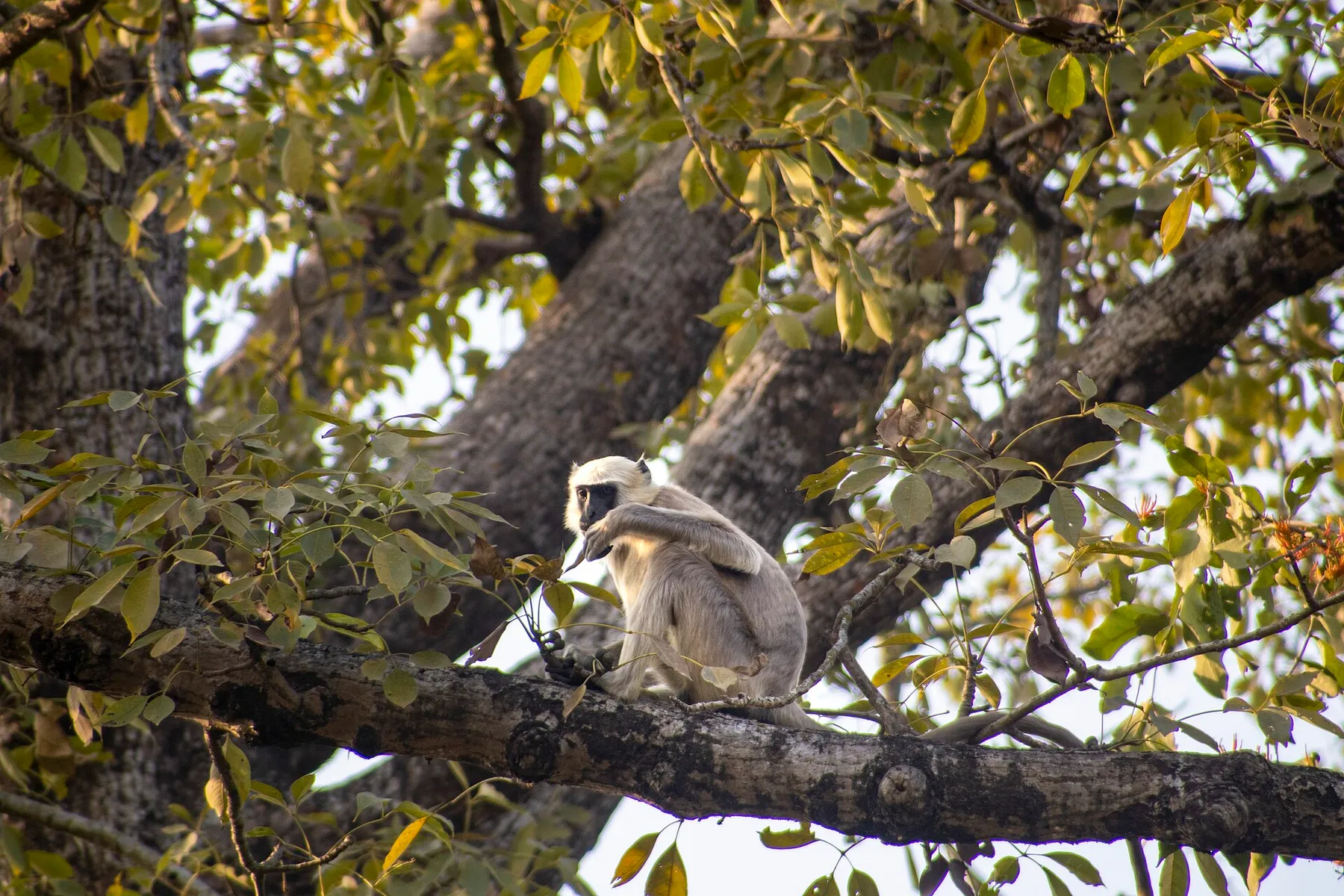Bardia, naturaleza salvaje y fotografía · momento 4