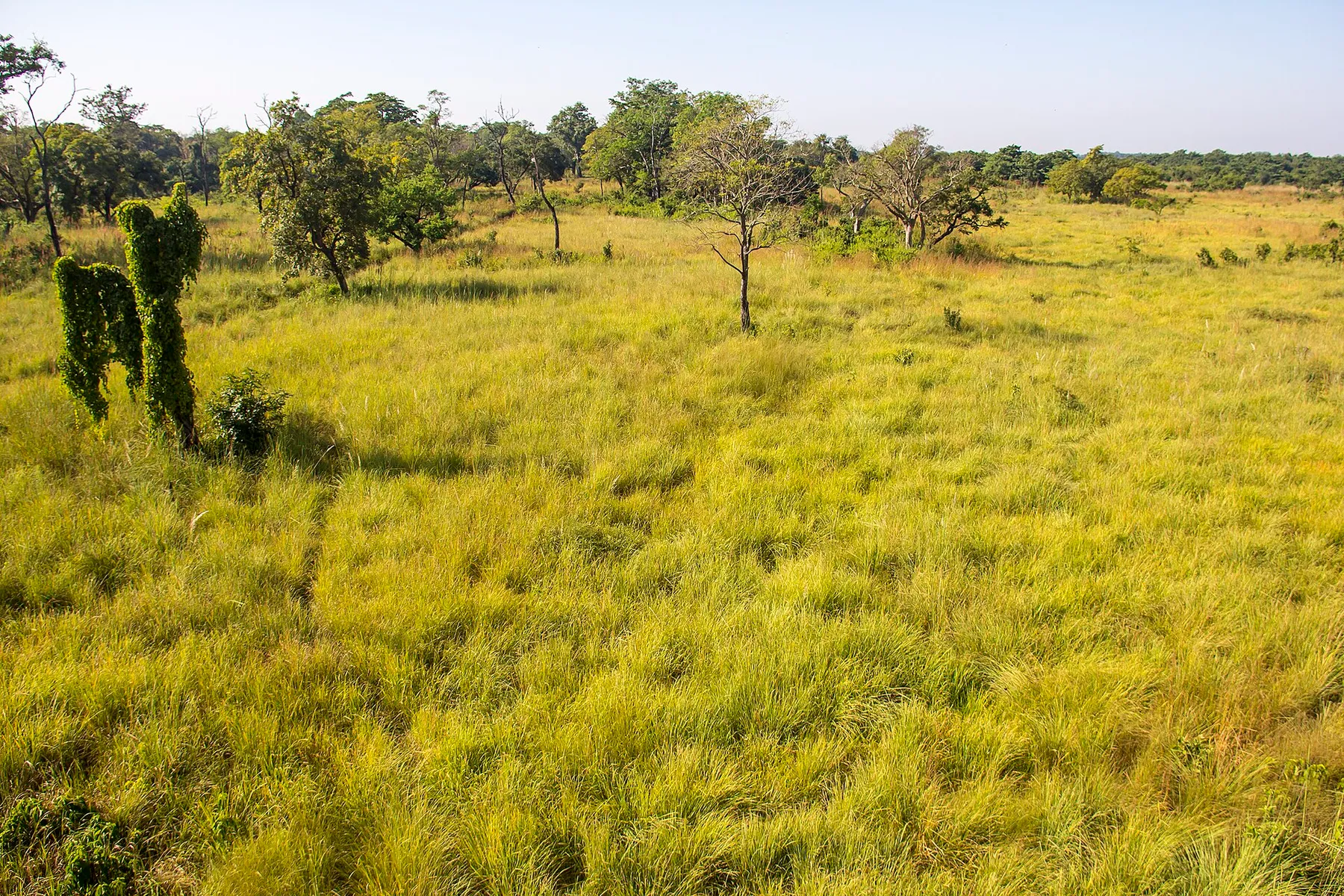 Pradera de hierba alta amarilla con árboles dispersos, en el Parque Nacional de Bardia