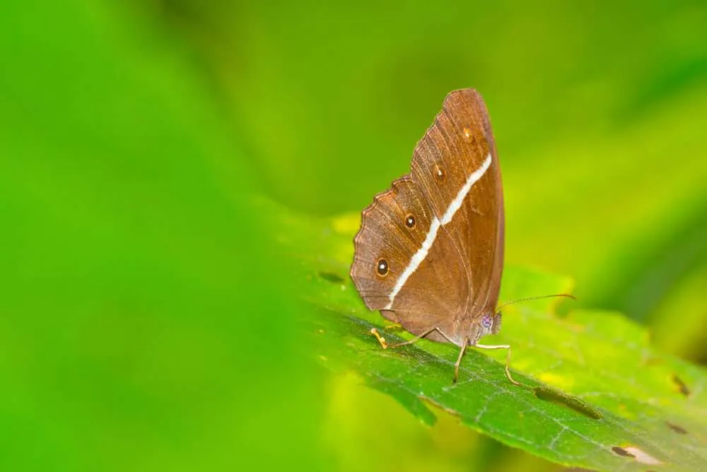 Bardia, naturaleza salvaje y fotografía · momento 11