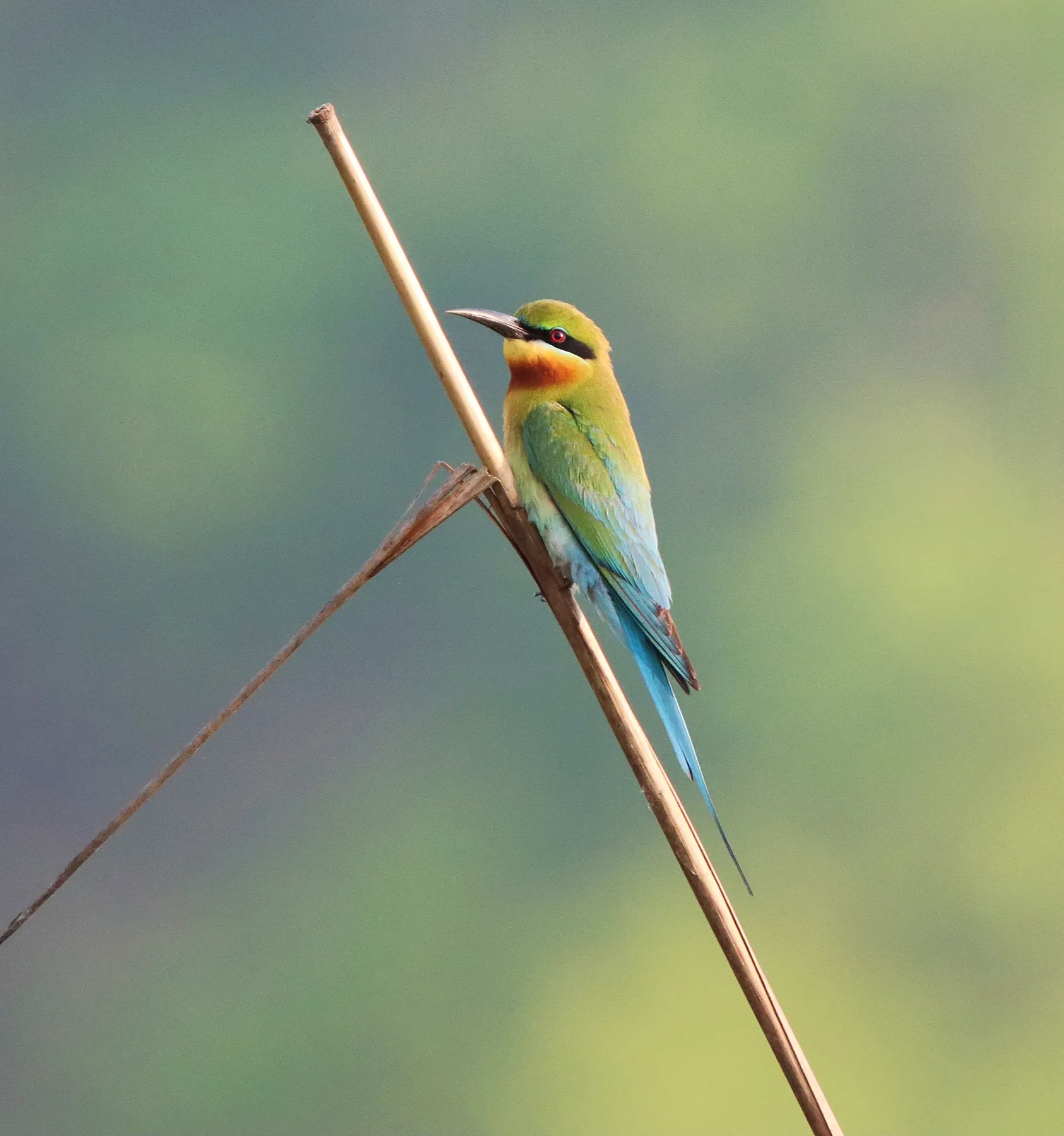 Chitwan a pie, naturaleza y fotografía · momento 4