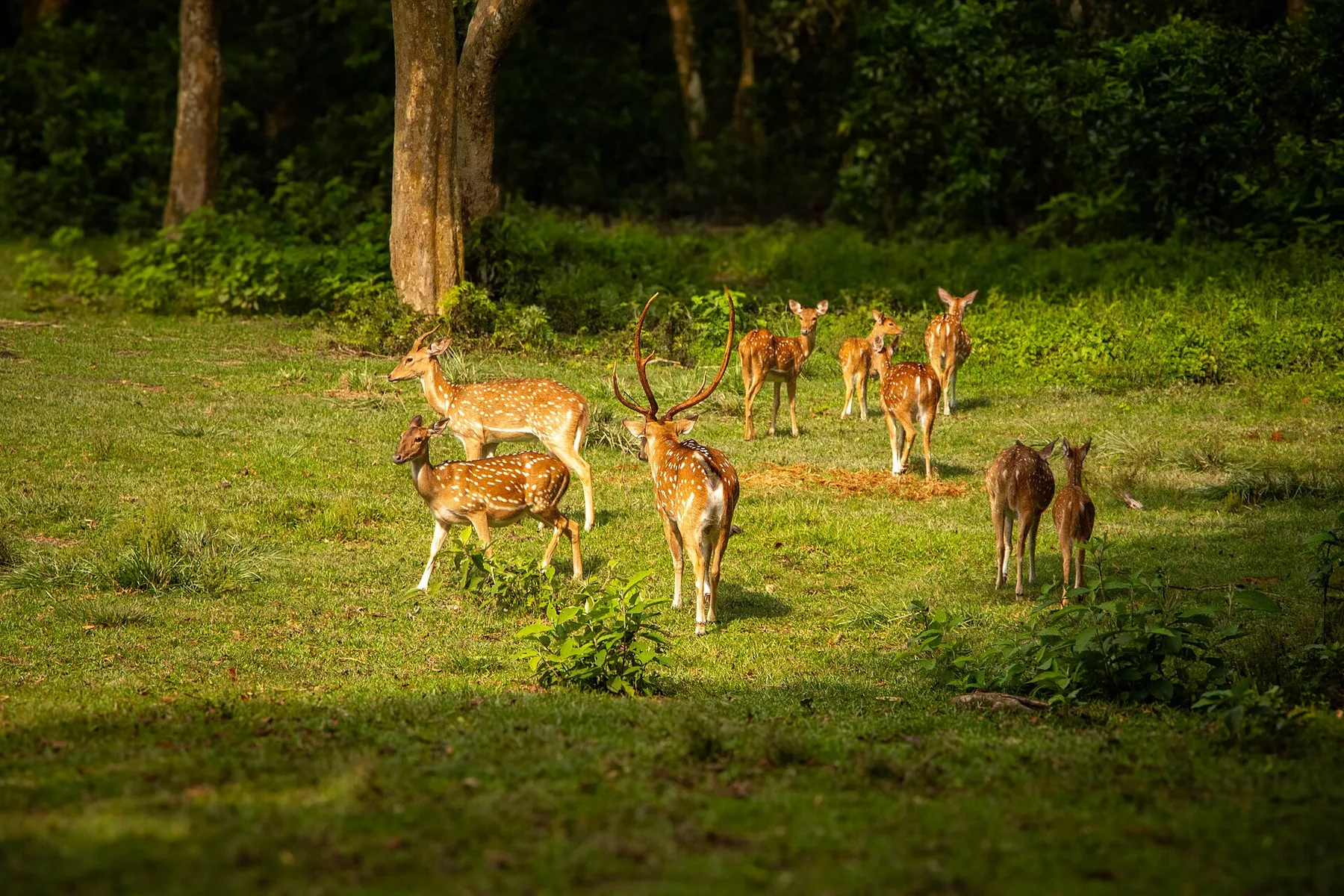 Nepal esencial, Himalaya y Chitwan · momento 5