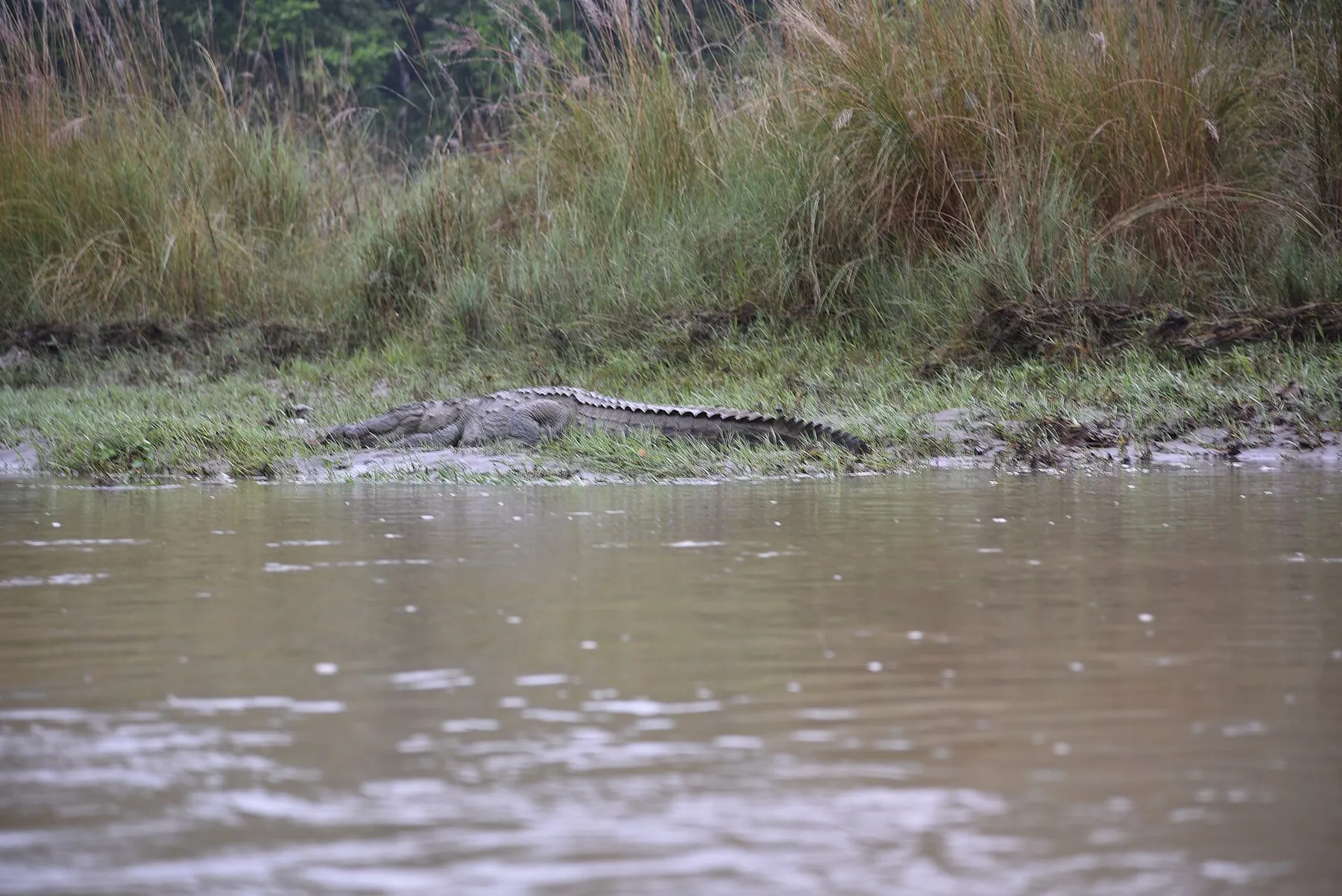 Chitwan a pie, naturaleza y fotografía · momento 8