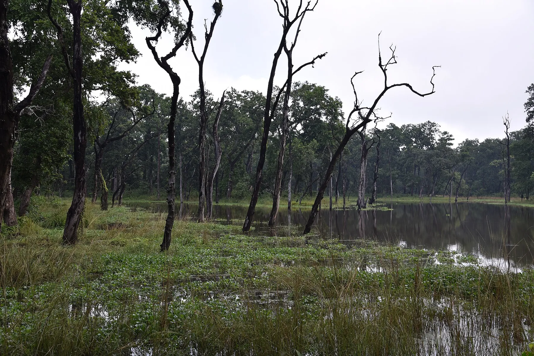 Caminar por la selva