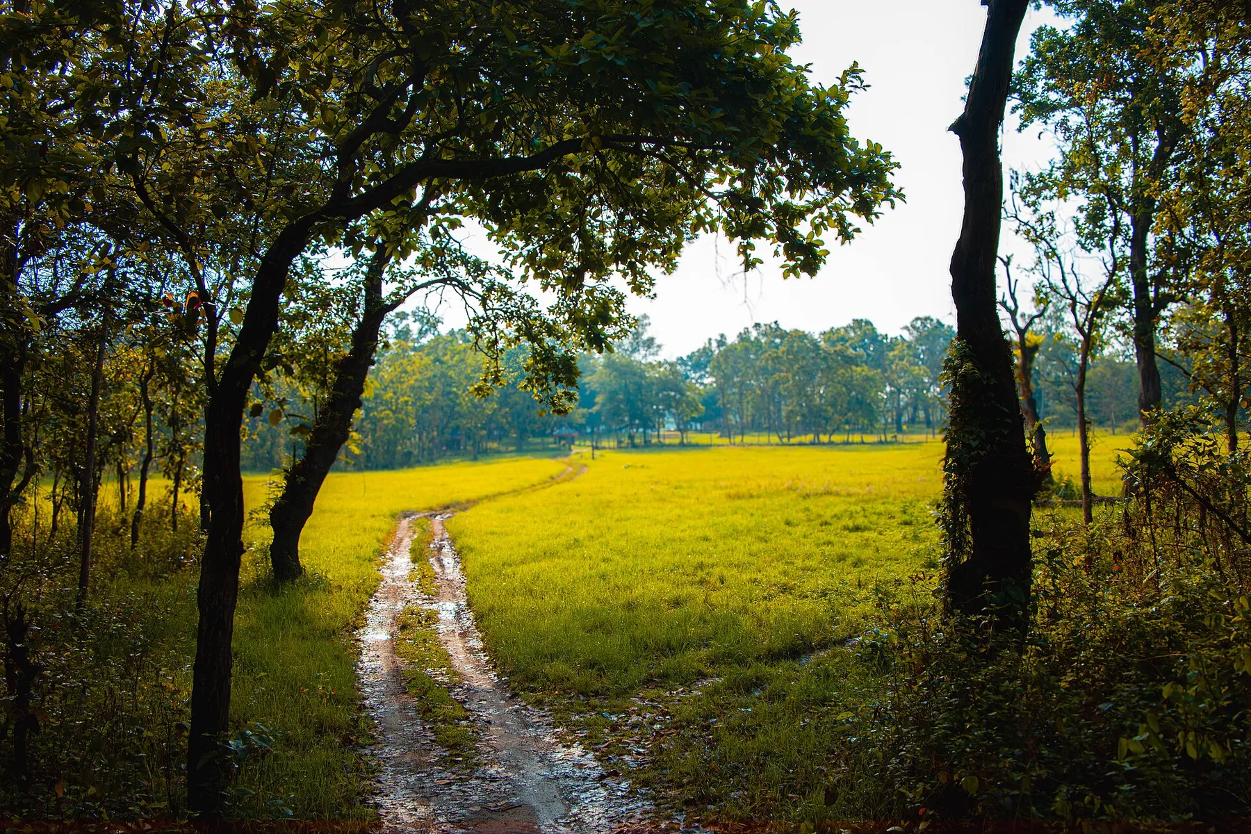 Camino de tierra entre árboles que se abre a una pradera amarilla, en el Parque Nacional de Chitwan