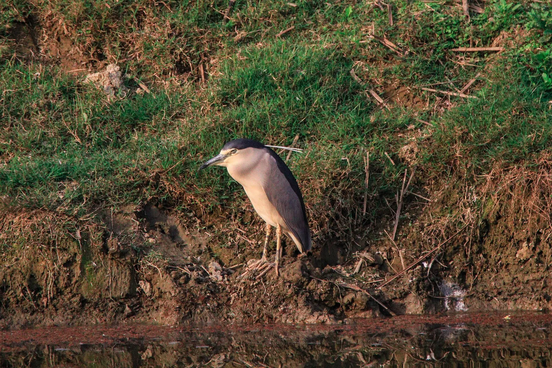 Aves desde el agua